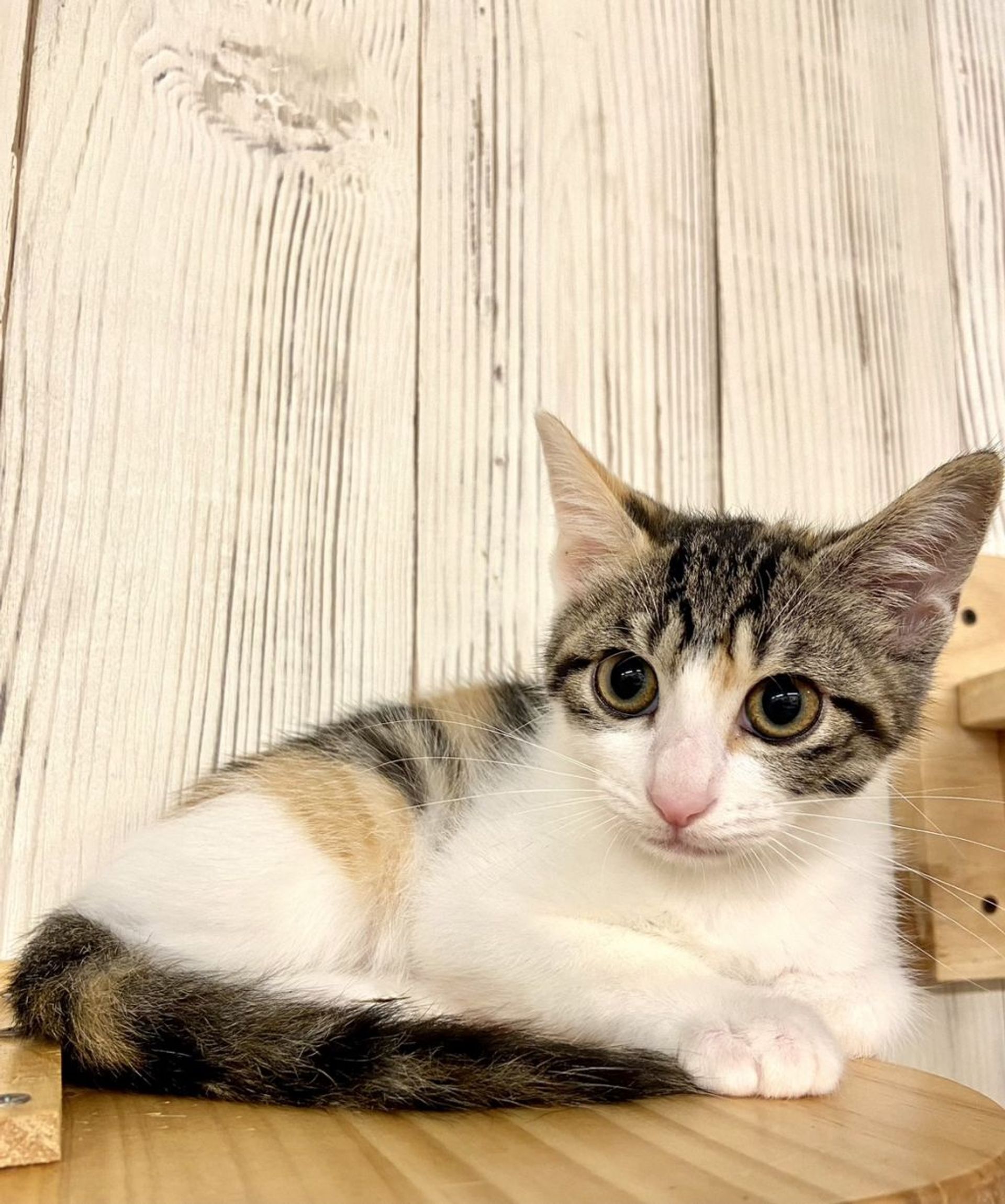 雑種（ミックス猫）・メスの里親募集の写真