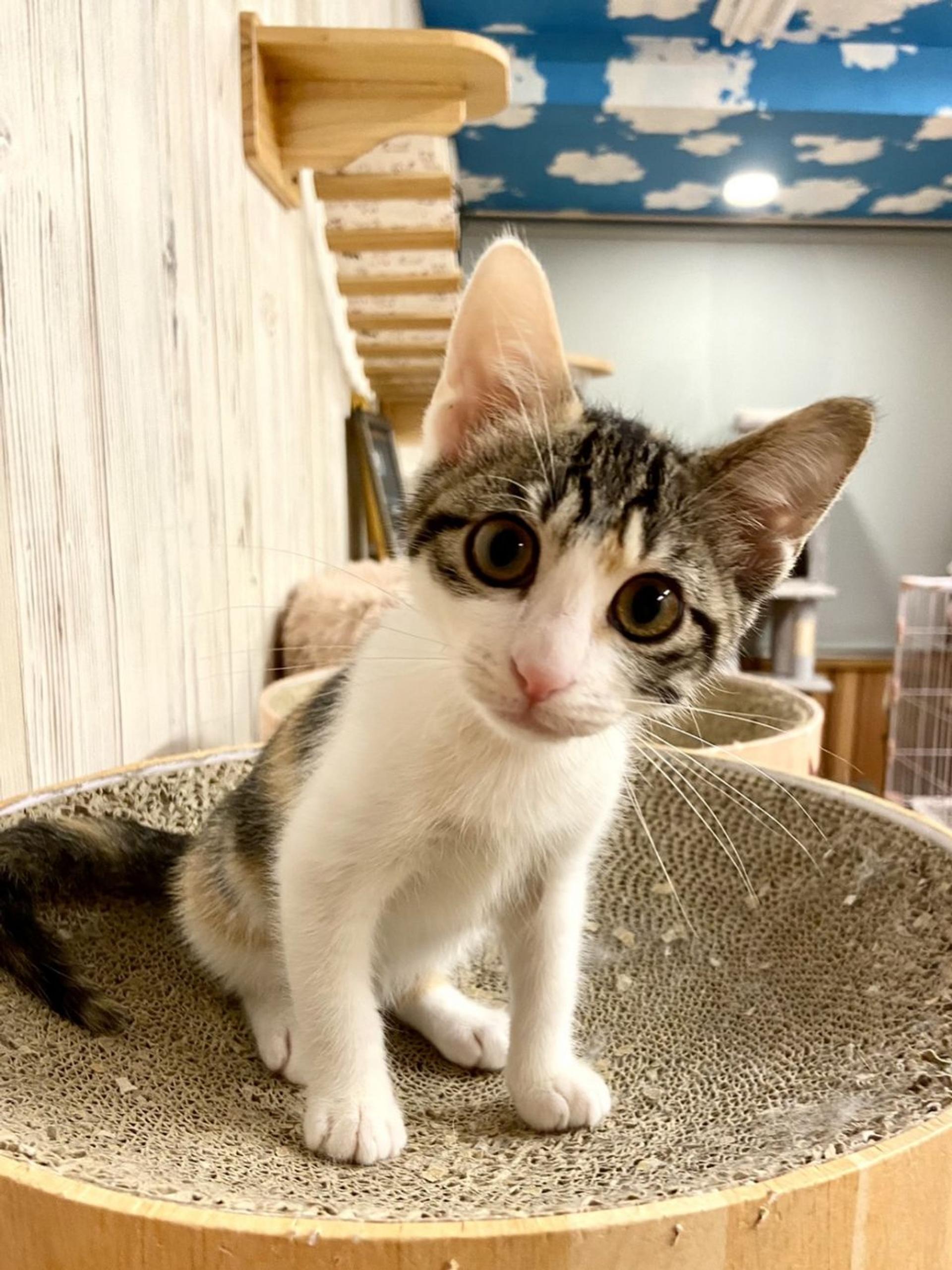 pet-image-2
