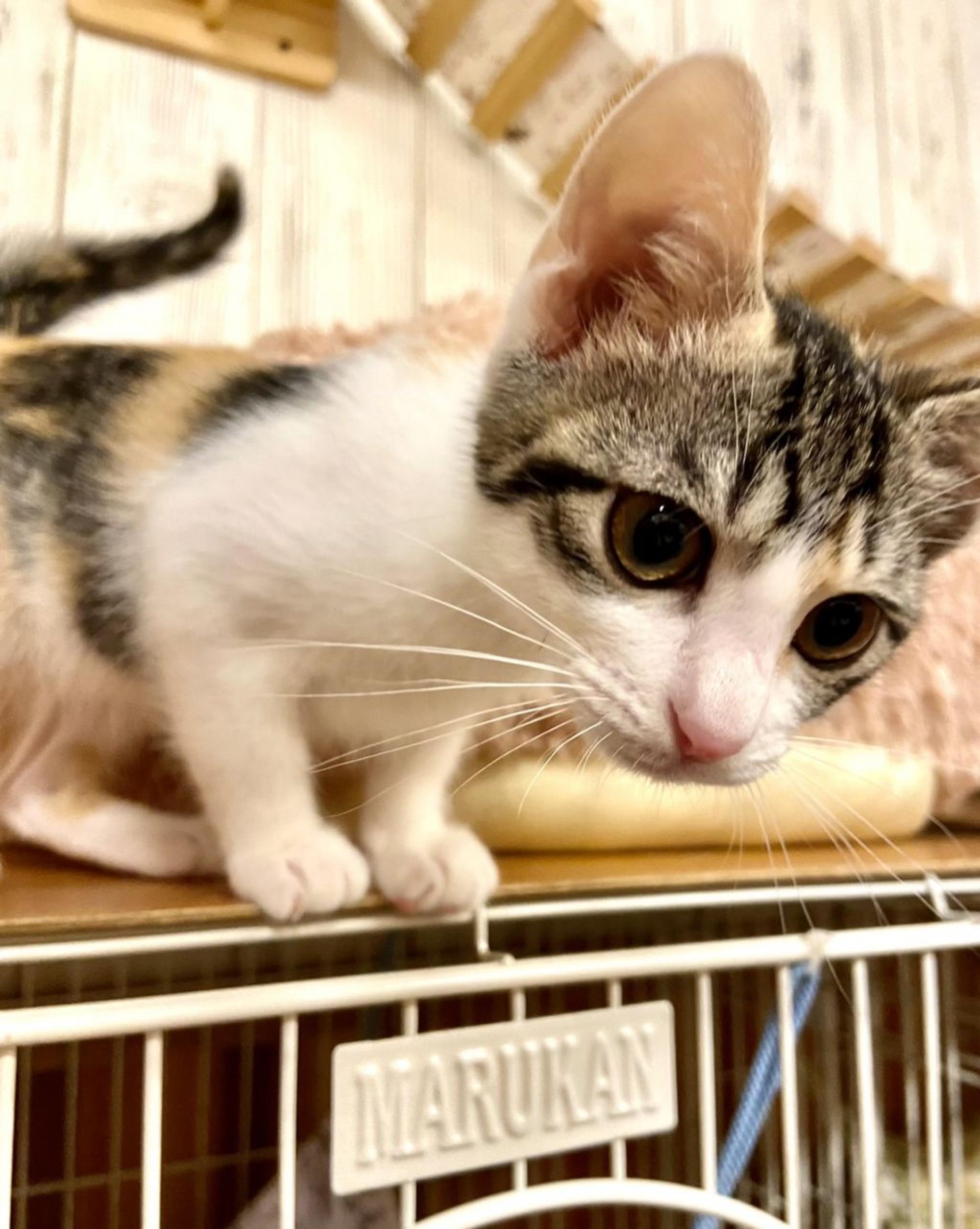 pet-image-3