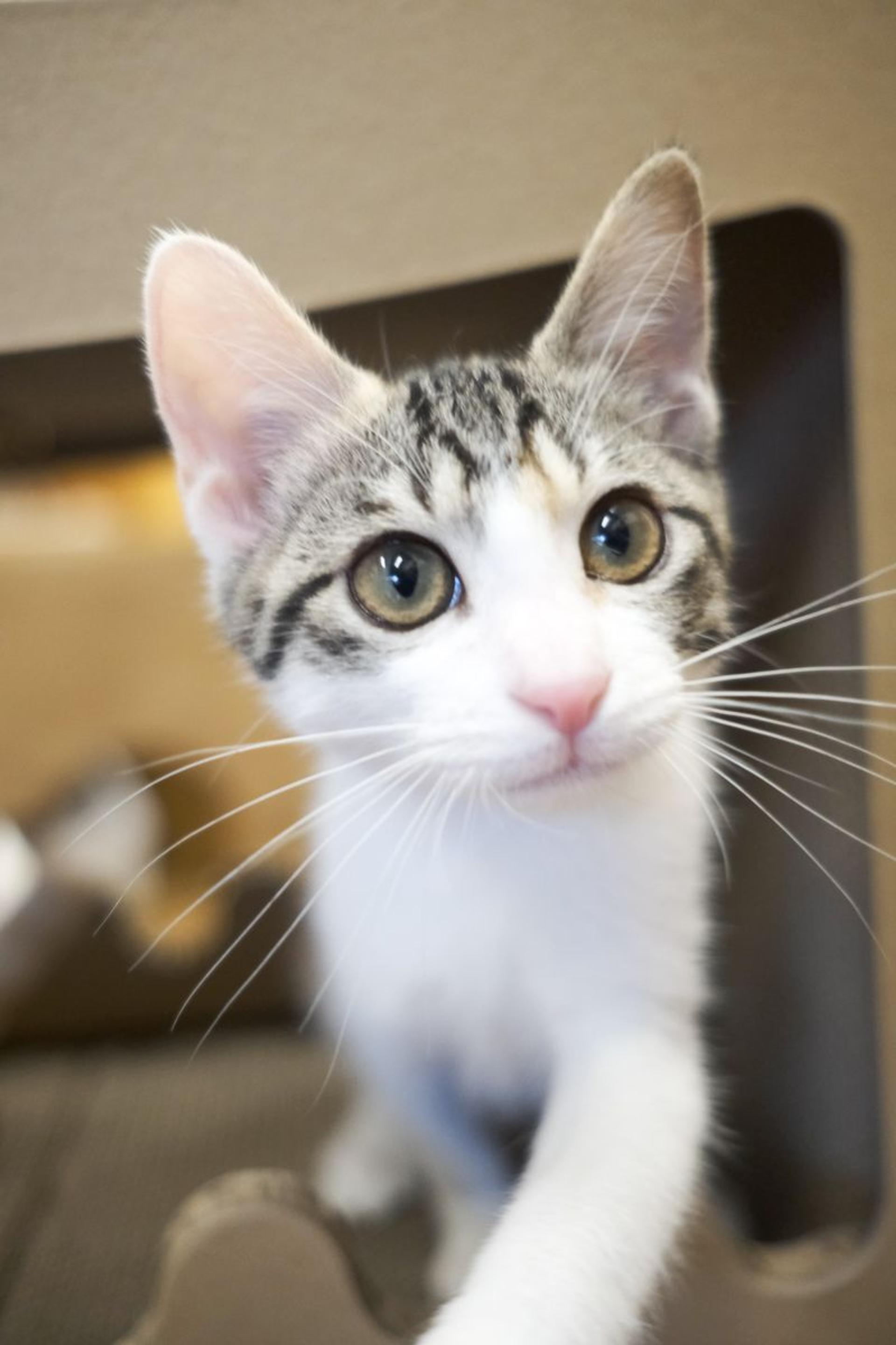 pet-image-4