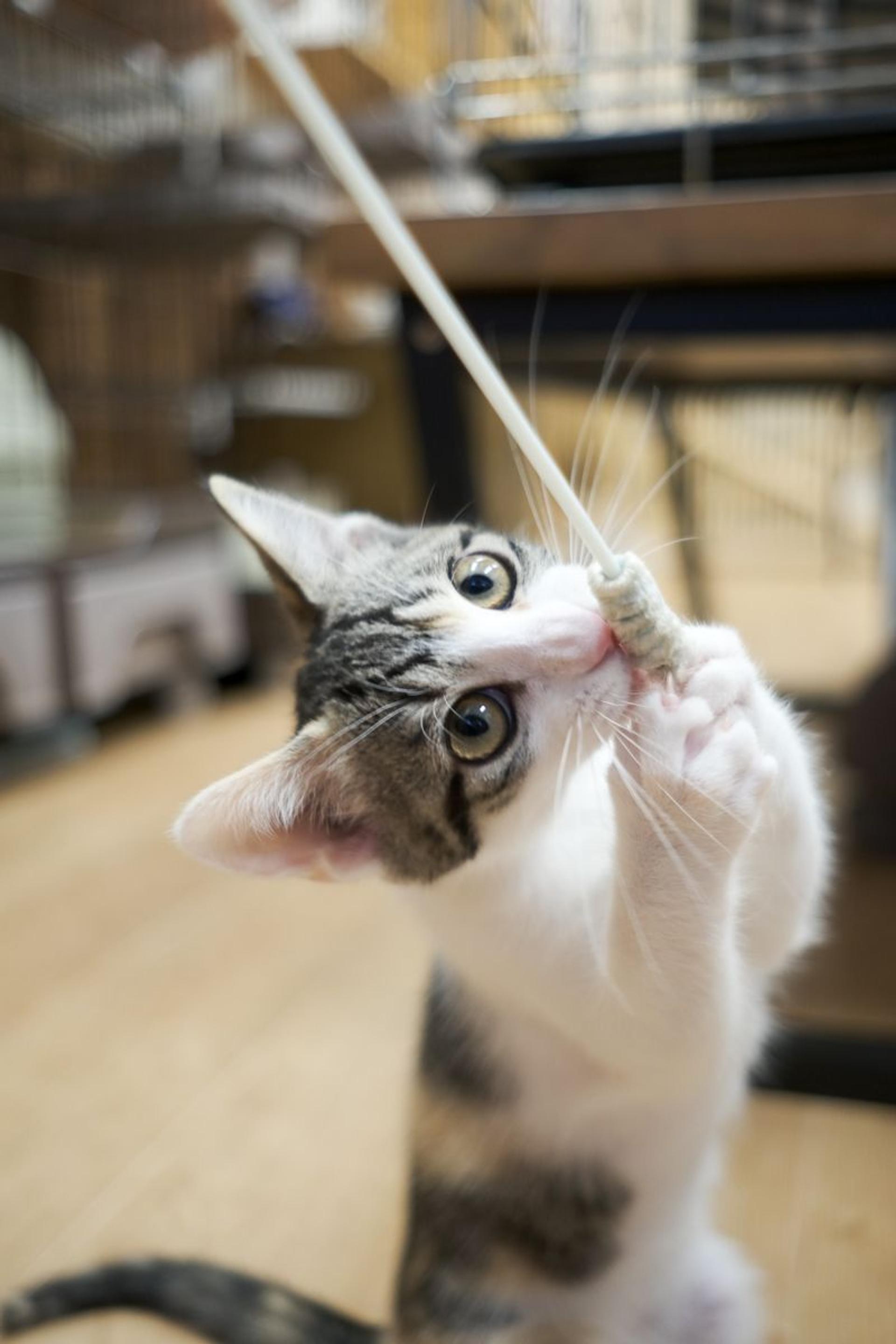 pet-image-9