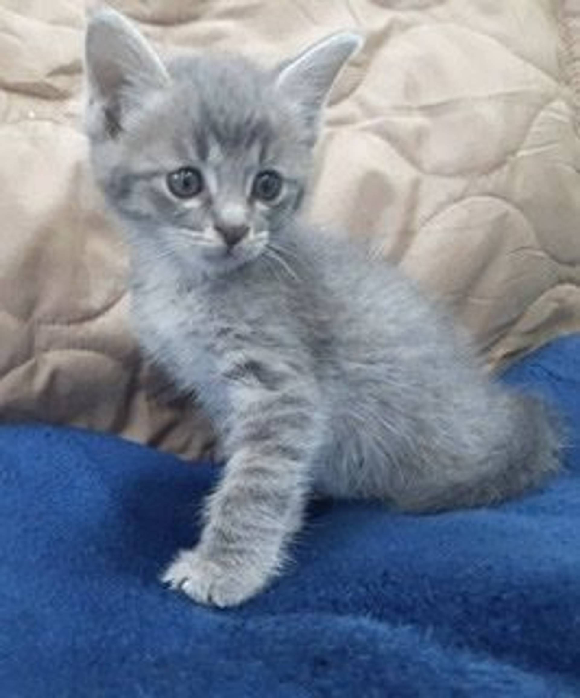雑種（ミックス猫）・オスの里親募集の写真
