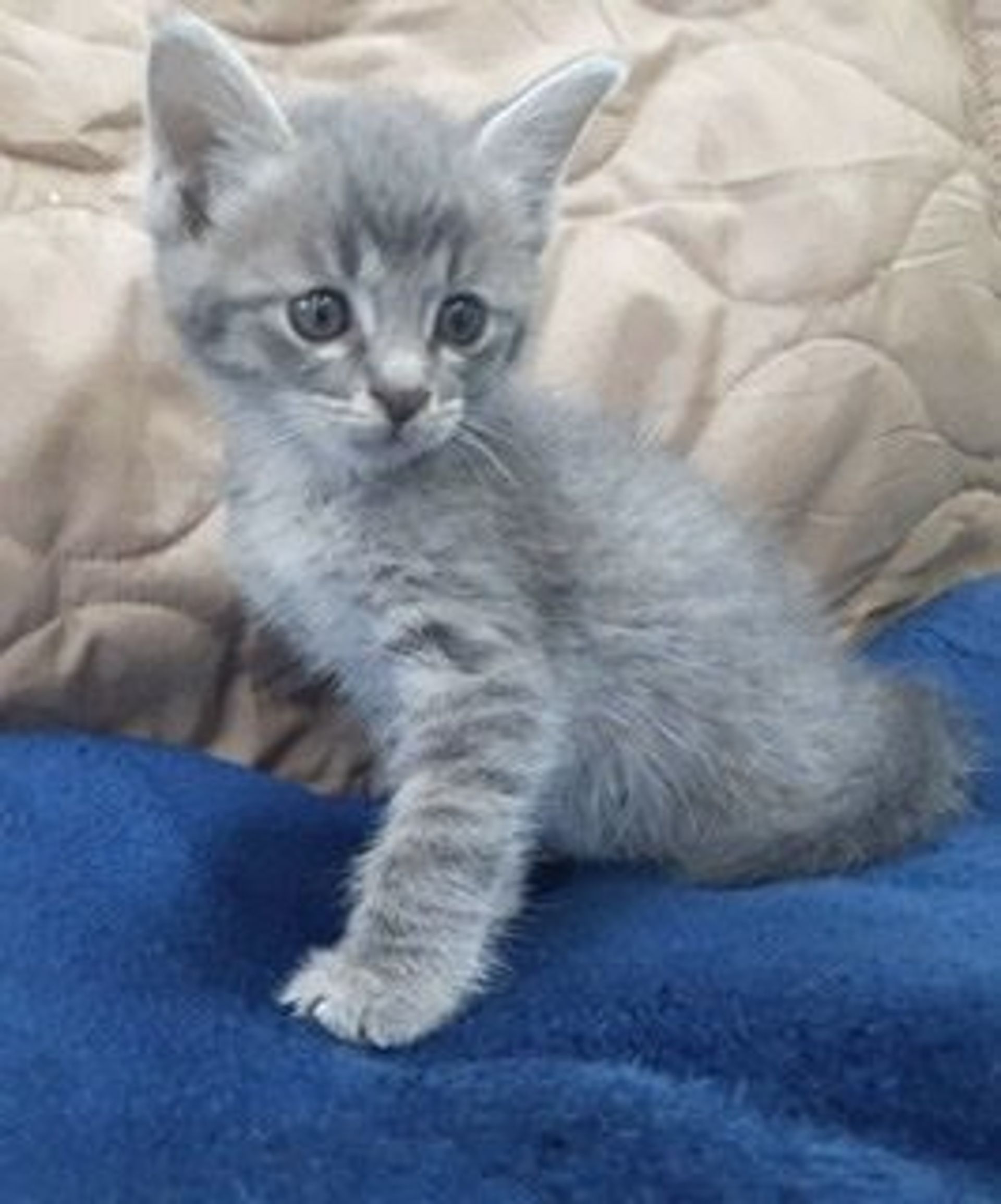 雑種（ミックス猫）・オスの里親募集の写真