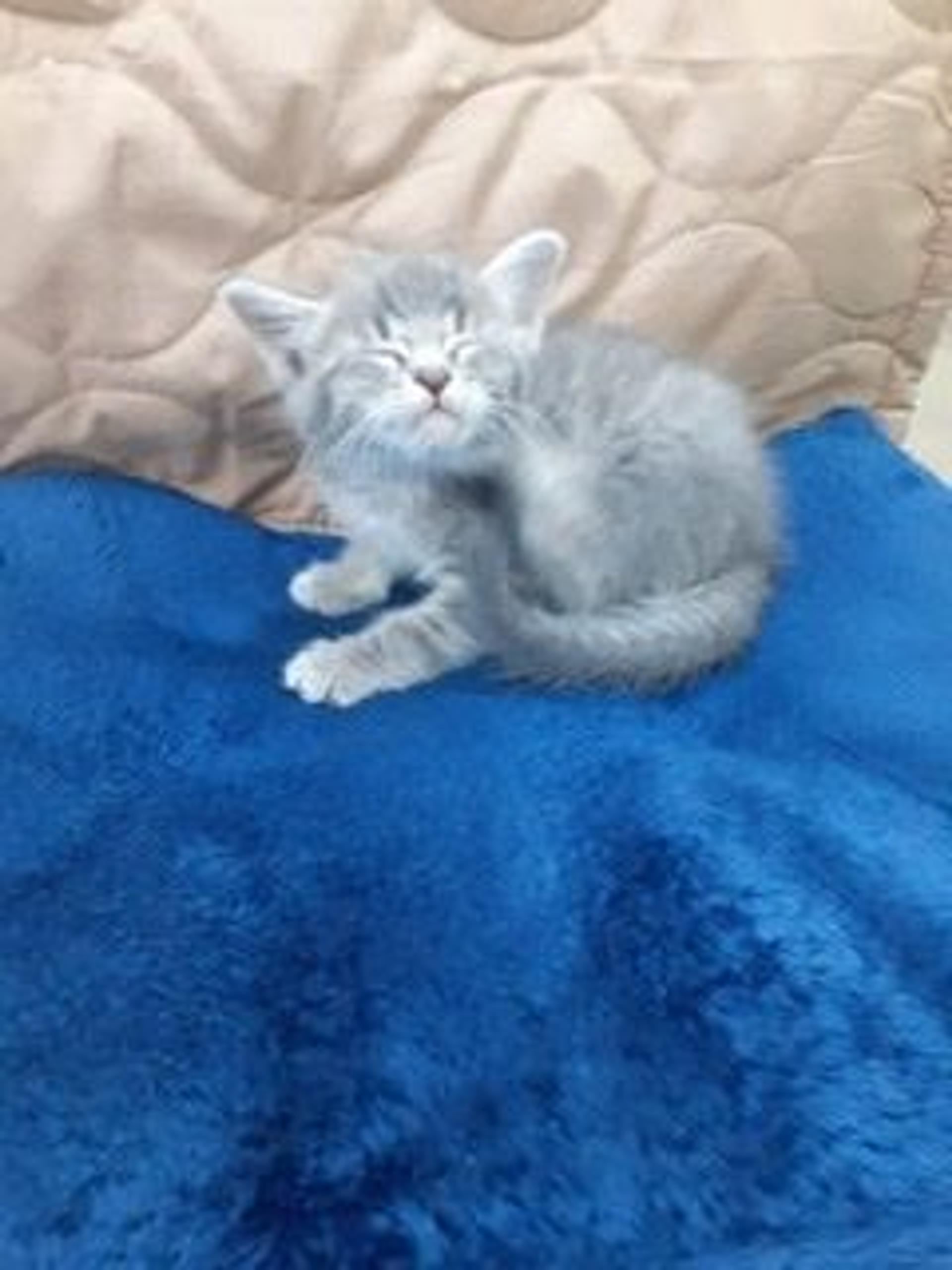 pet-image-4