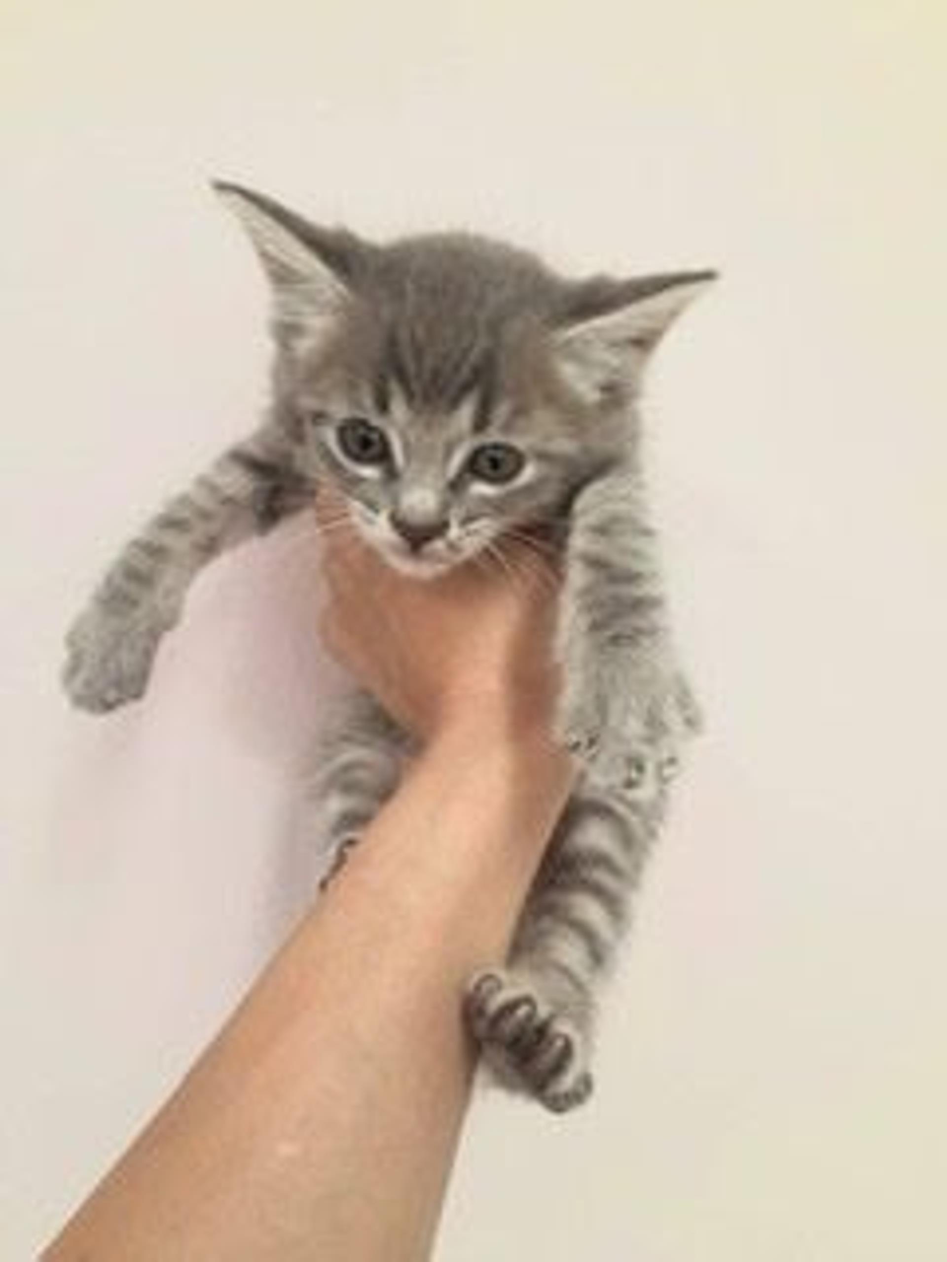 pet-image-7