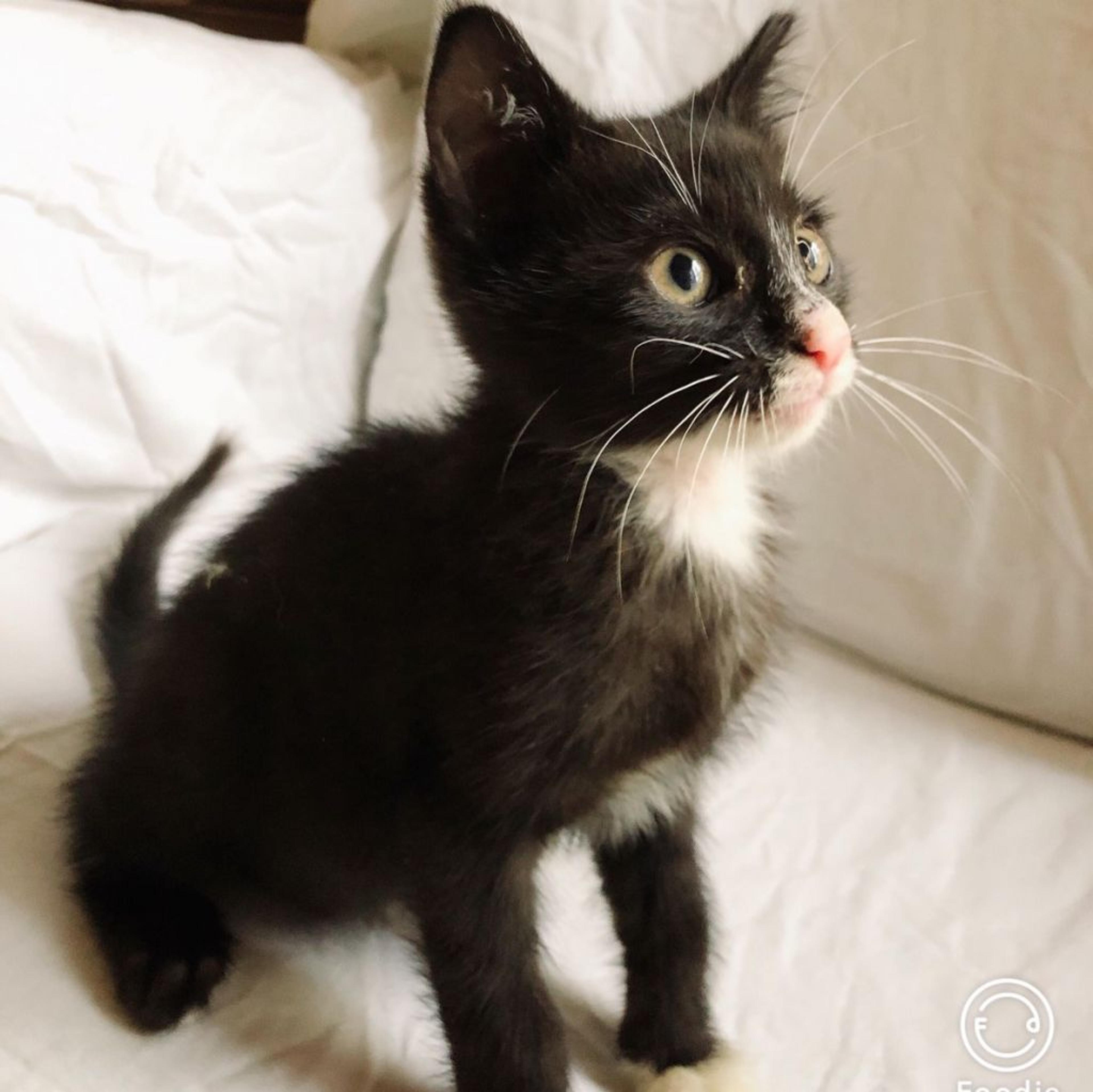 pet-image-3