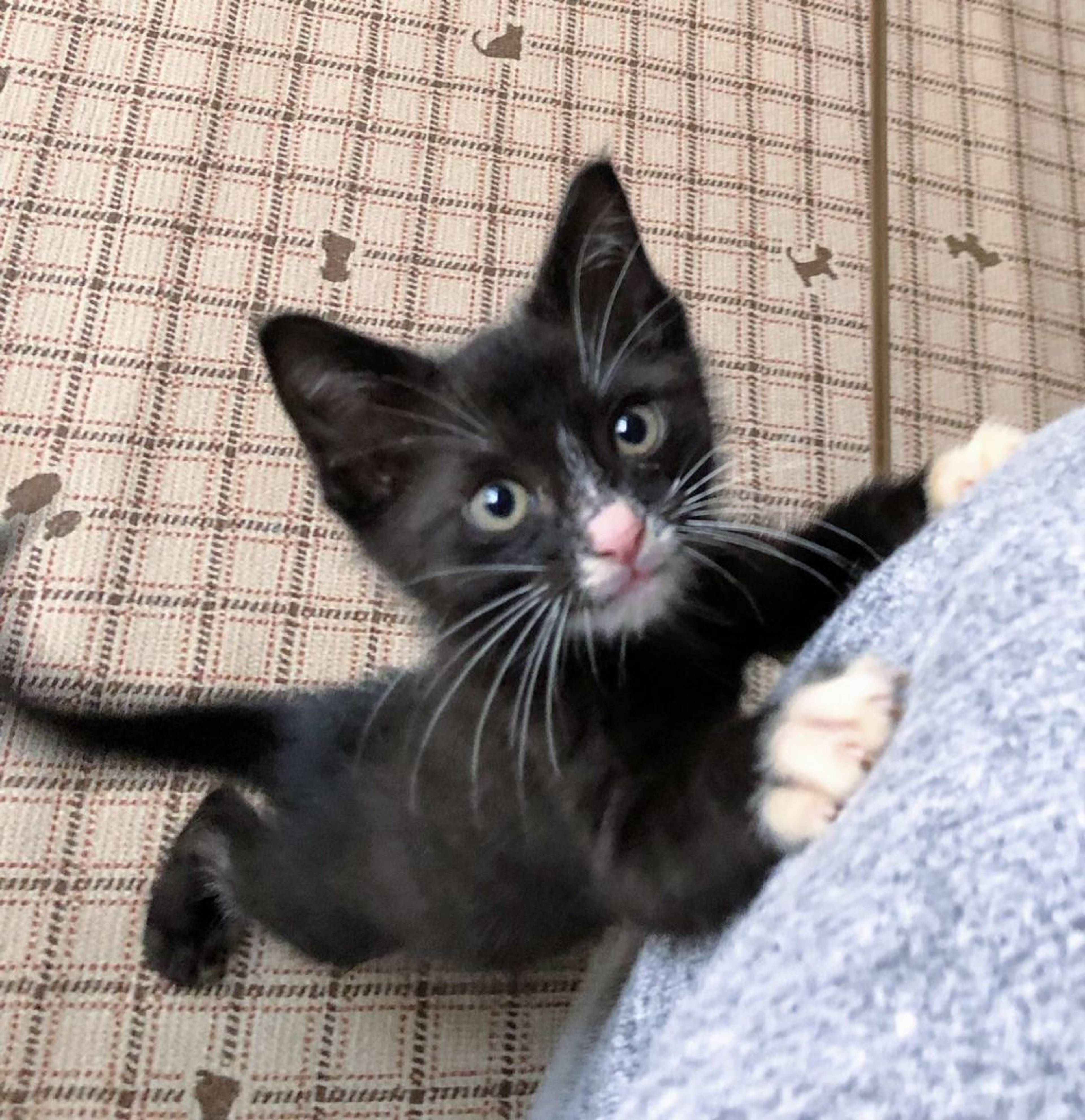 雑種（ミックス猫）・オスの里親募集の写真