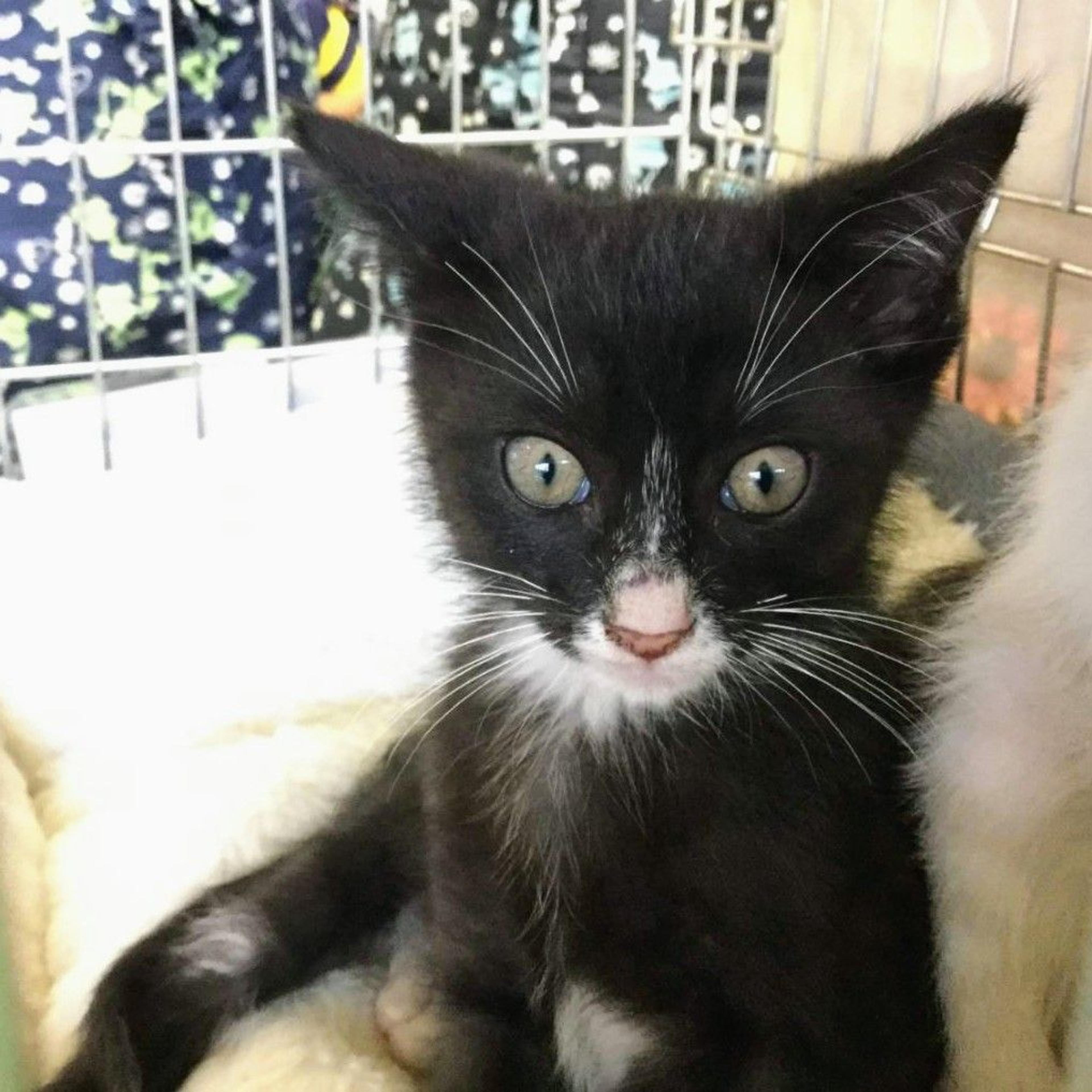 pet-image-2