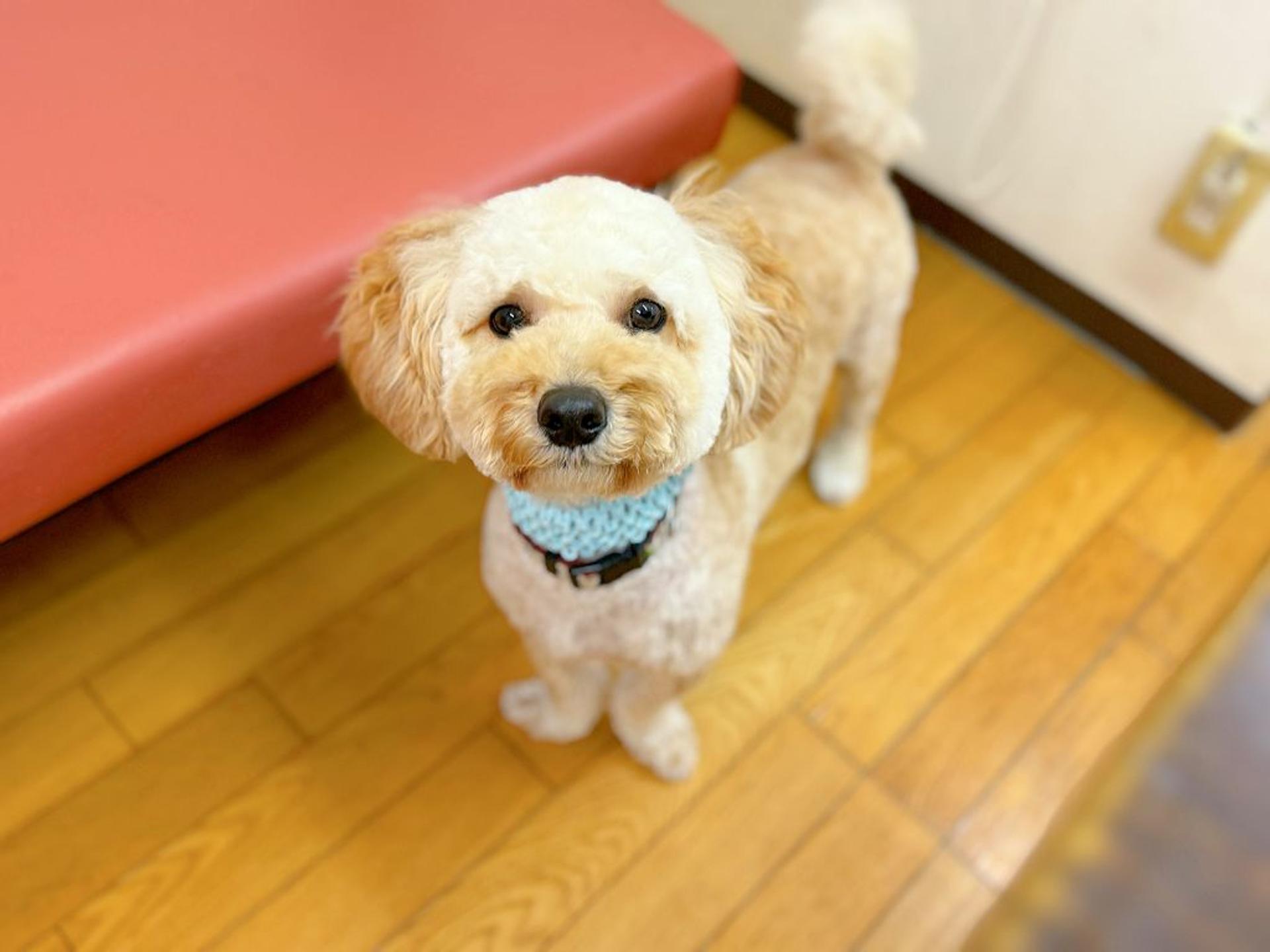 pet-image-2