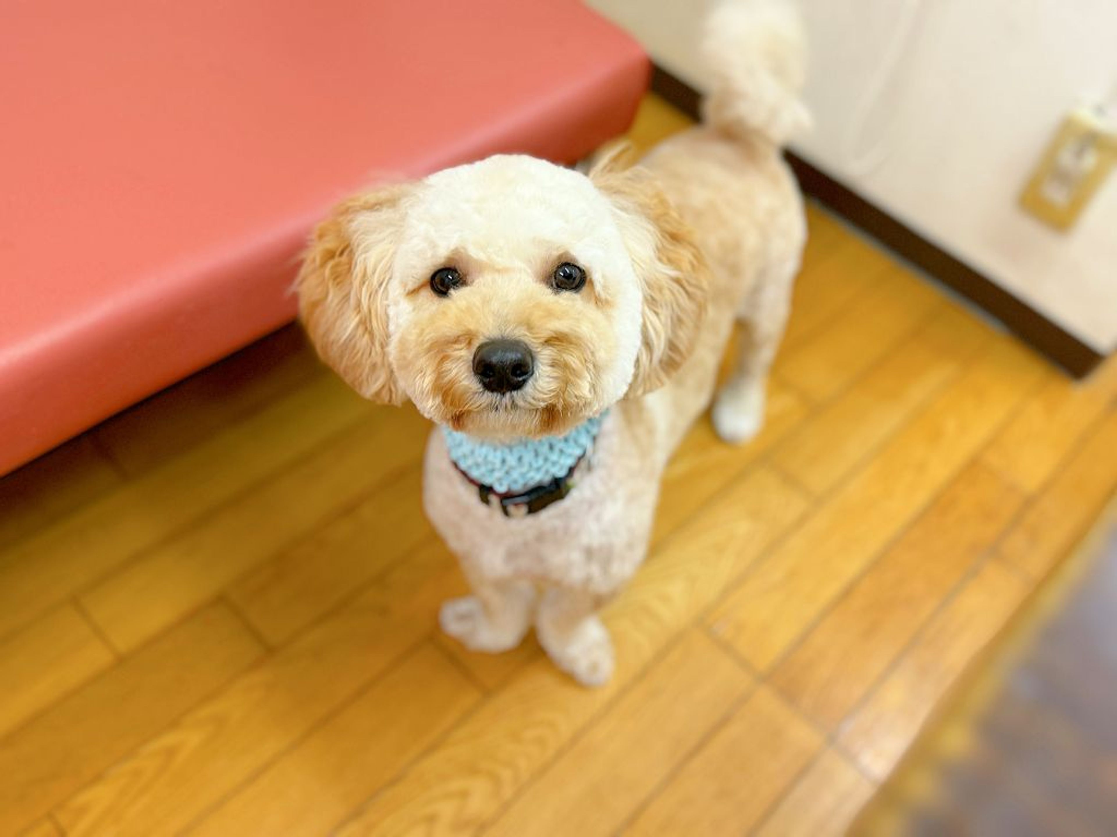 pet-image-2