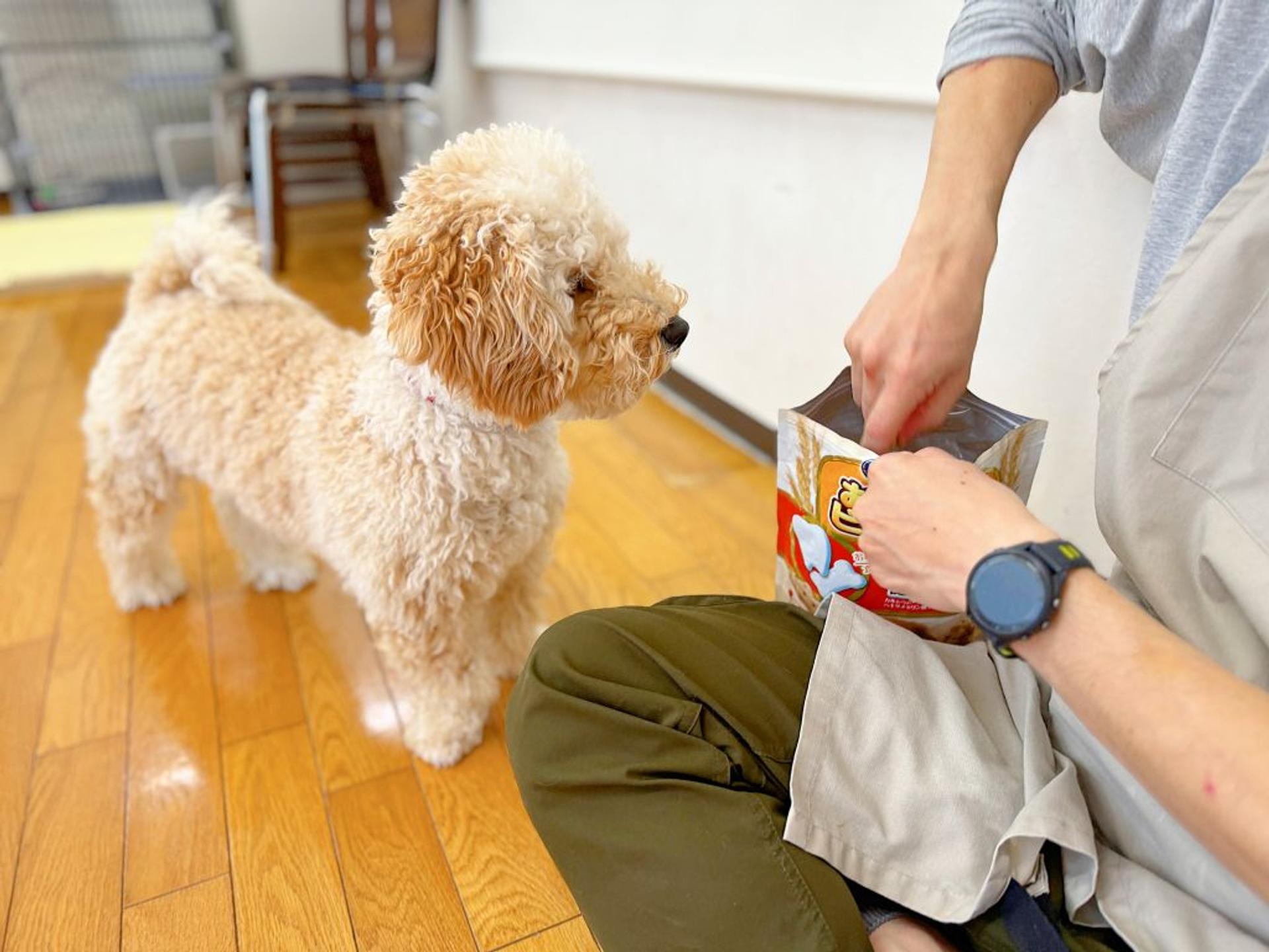 pet-image-5
