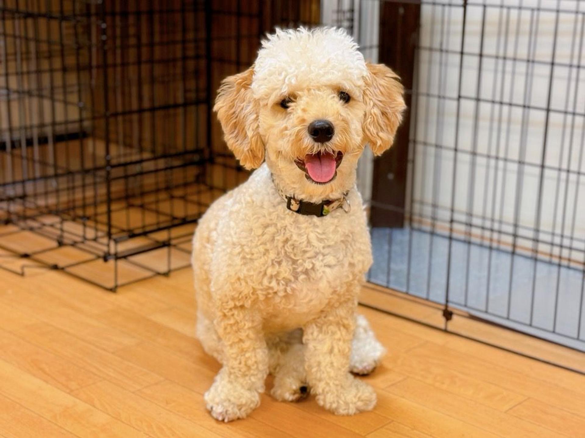 pet-image-6