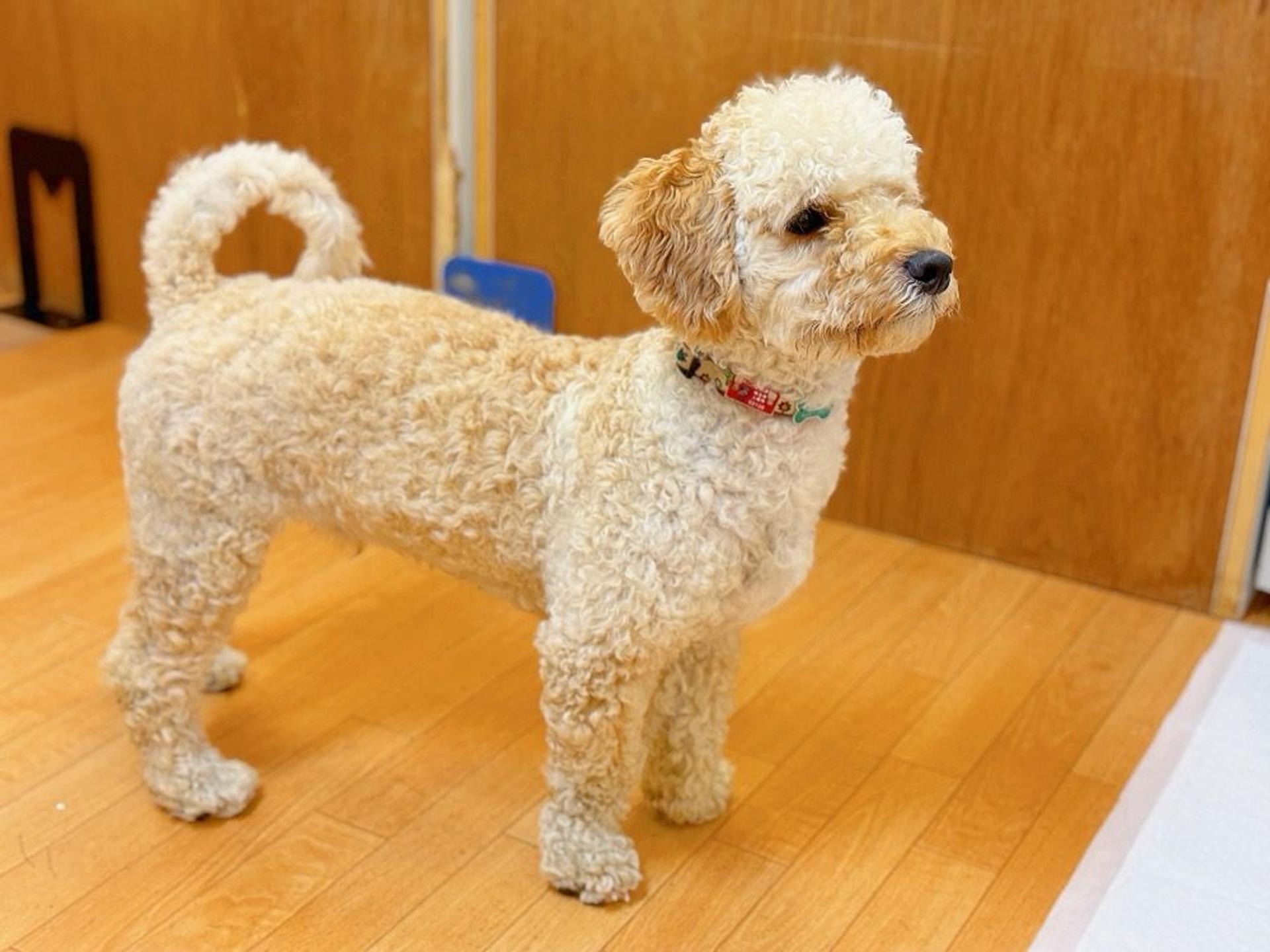 pet-image-7