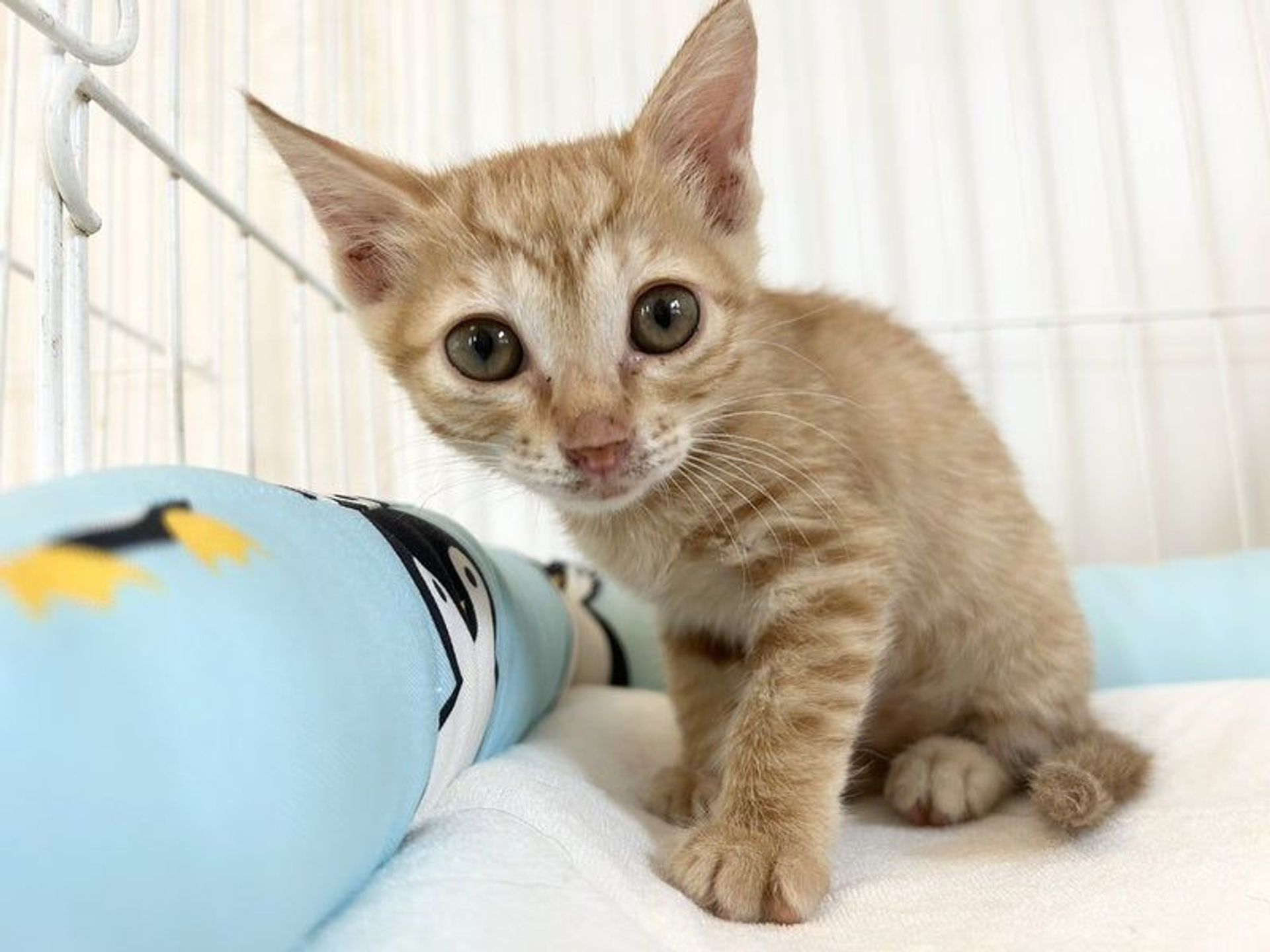 雑種（ミックス猫）・オスの里親募集の写真