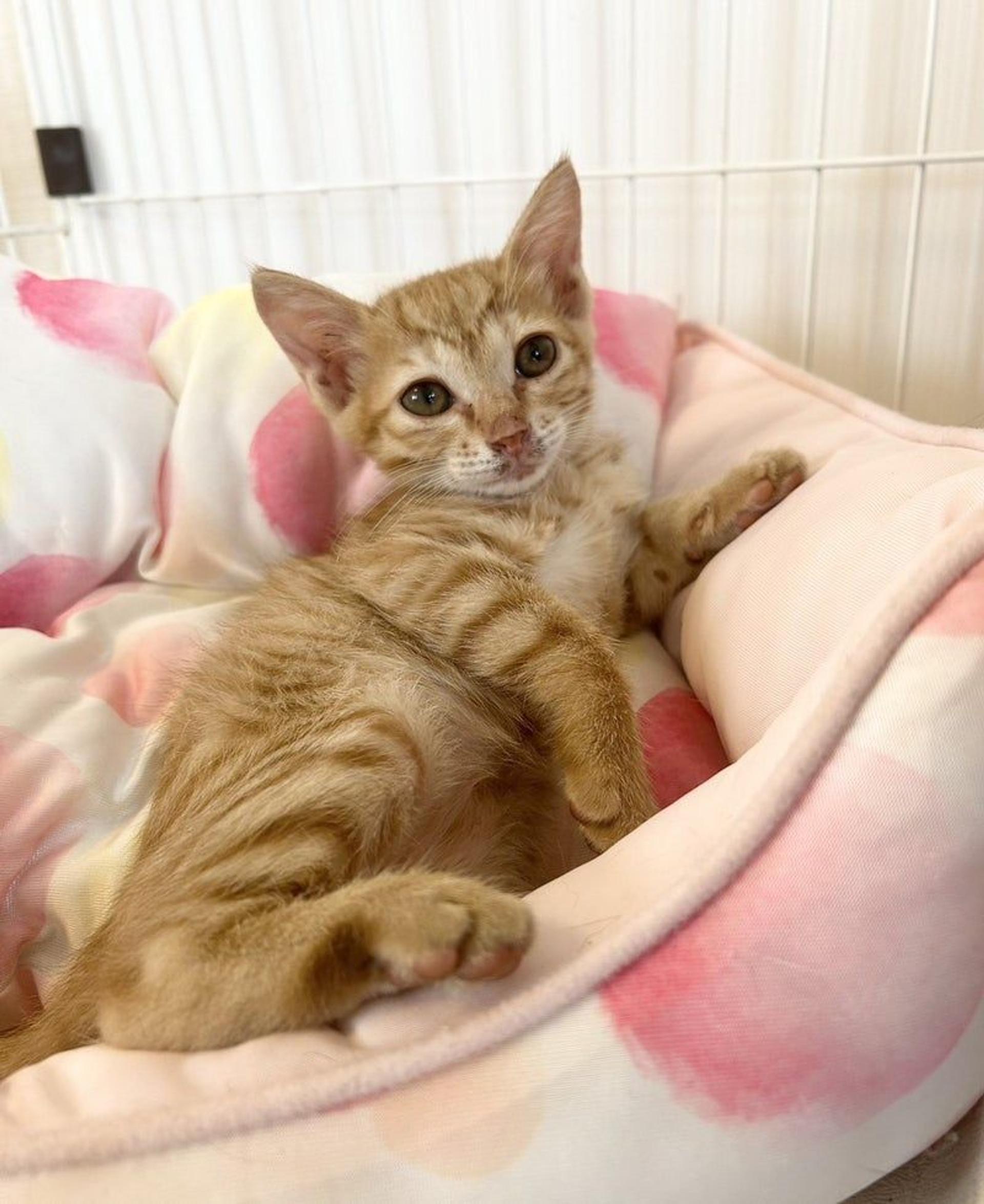 pet-image-2