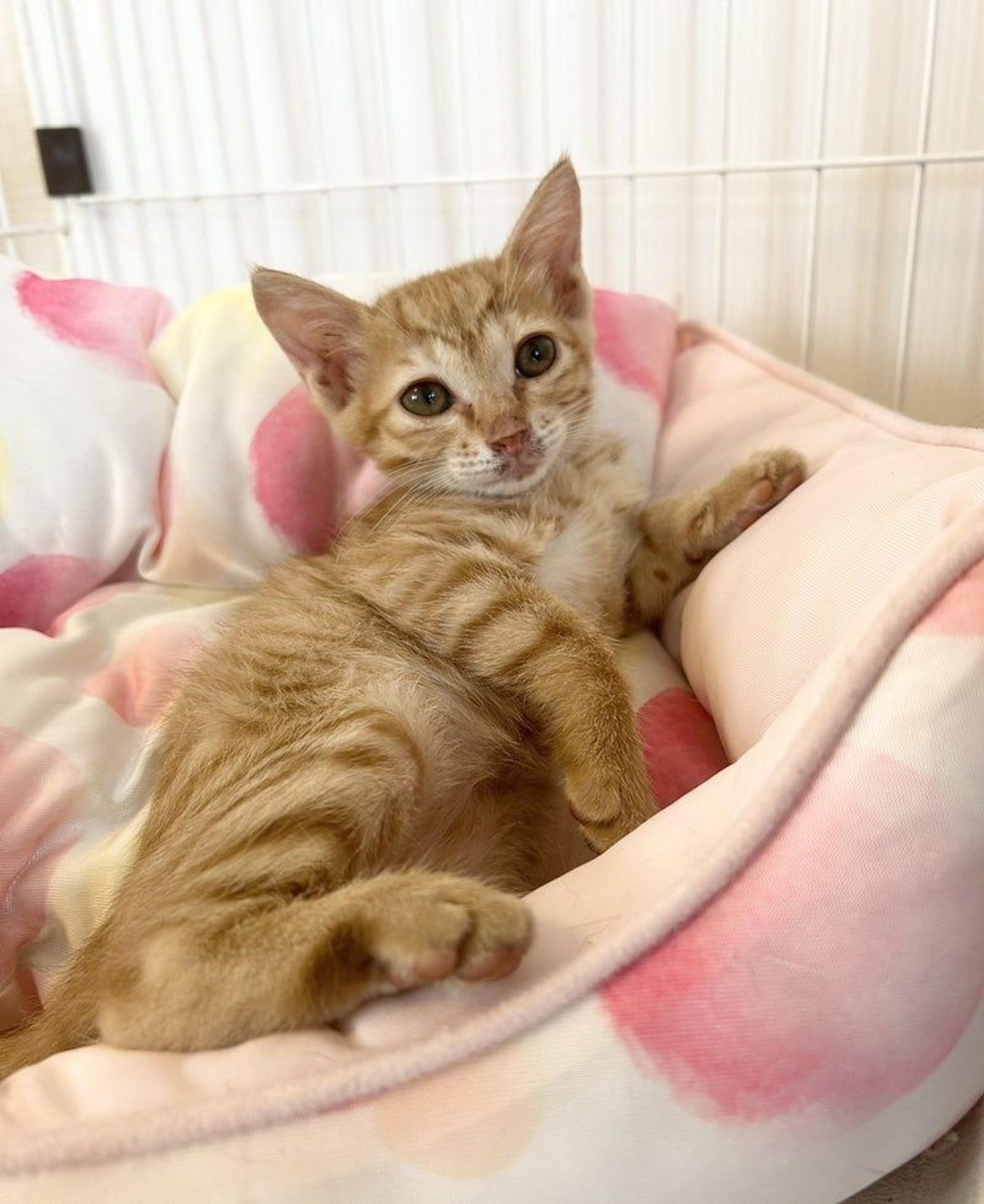 pet-image-2