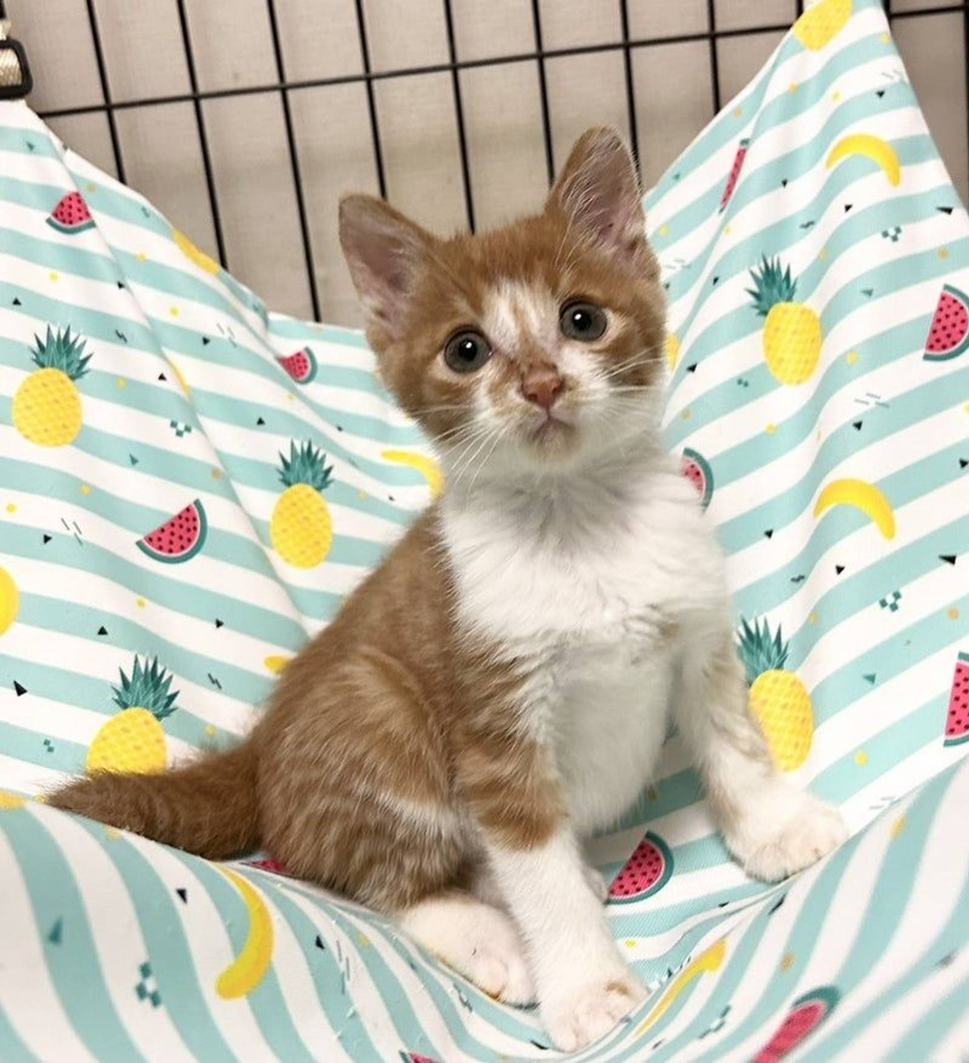 雑種（ミックス猫）・オスの里親募集の写真