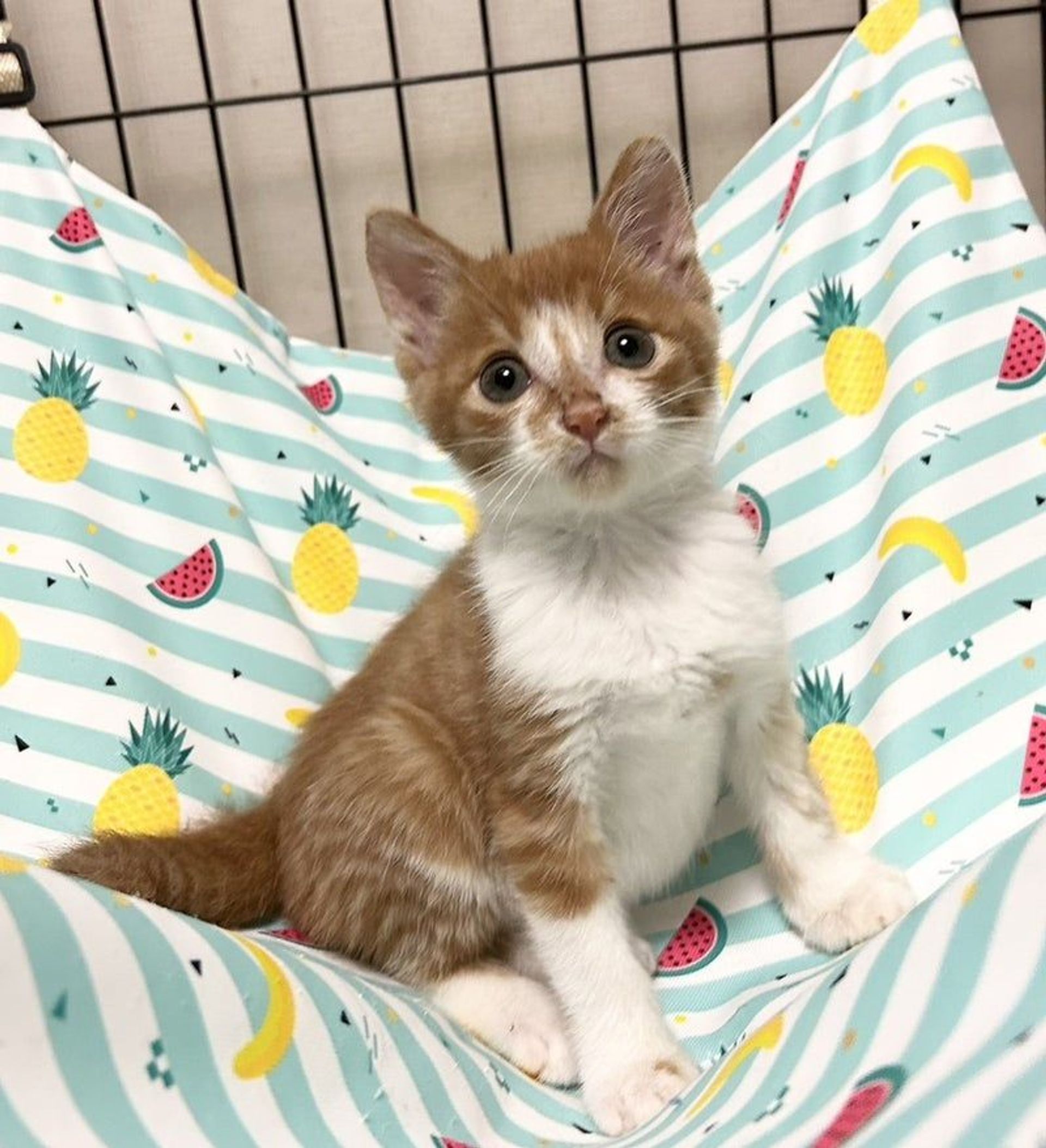 雑種（ミックス猫）・オスの里親募集の写真