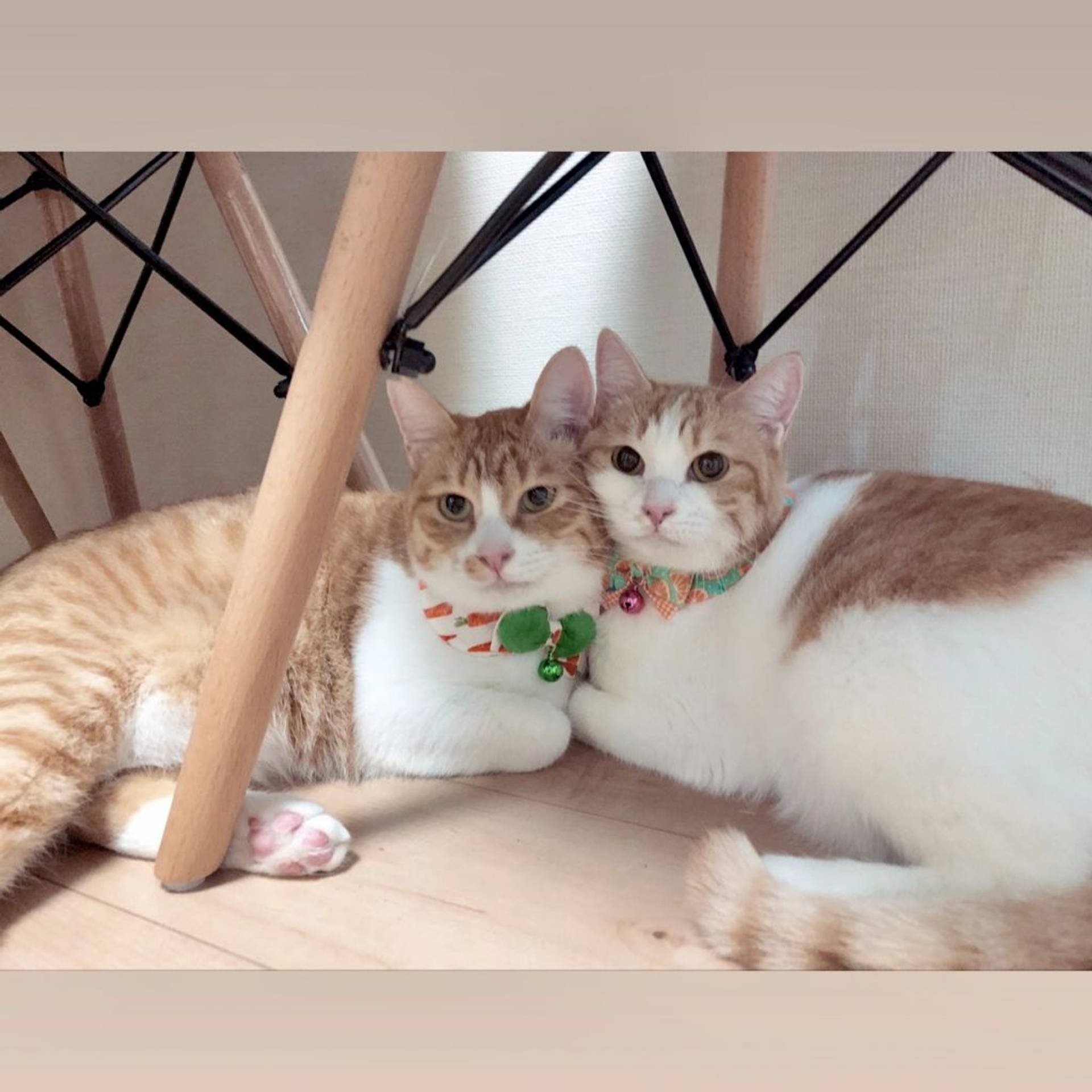 雑種（ミックス猫）・オスの里親募集の写真
