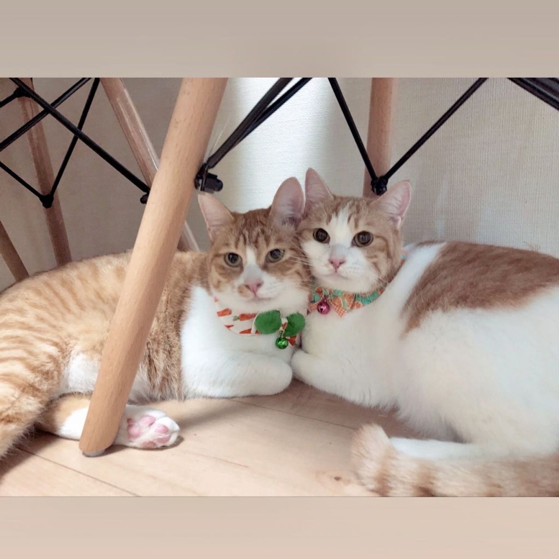 雑種（ミックス猫）・オスの里親募集の写真