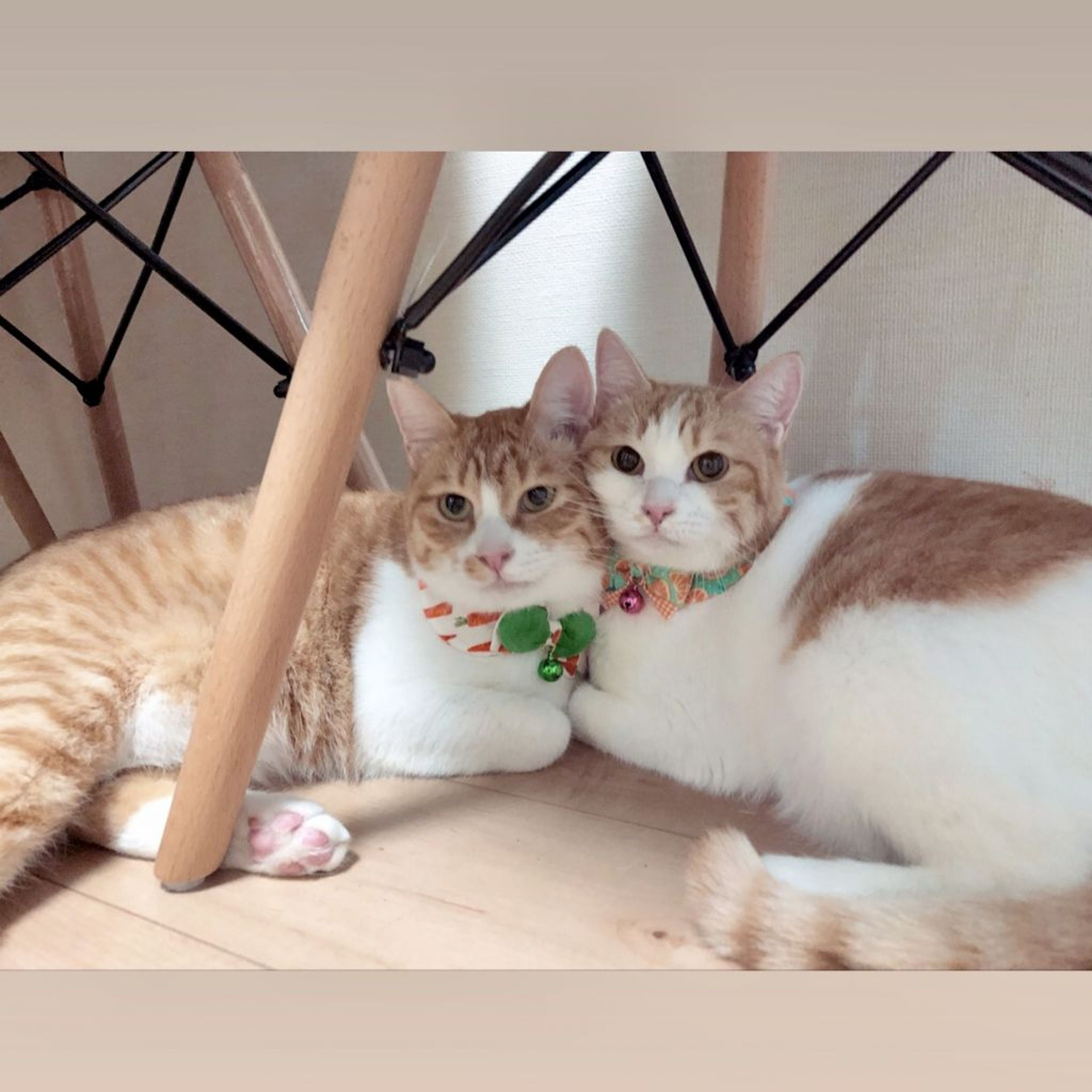 雑種（ミックス猫）・オスの里親募集の写真