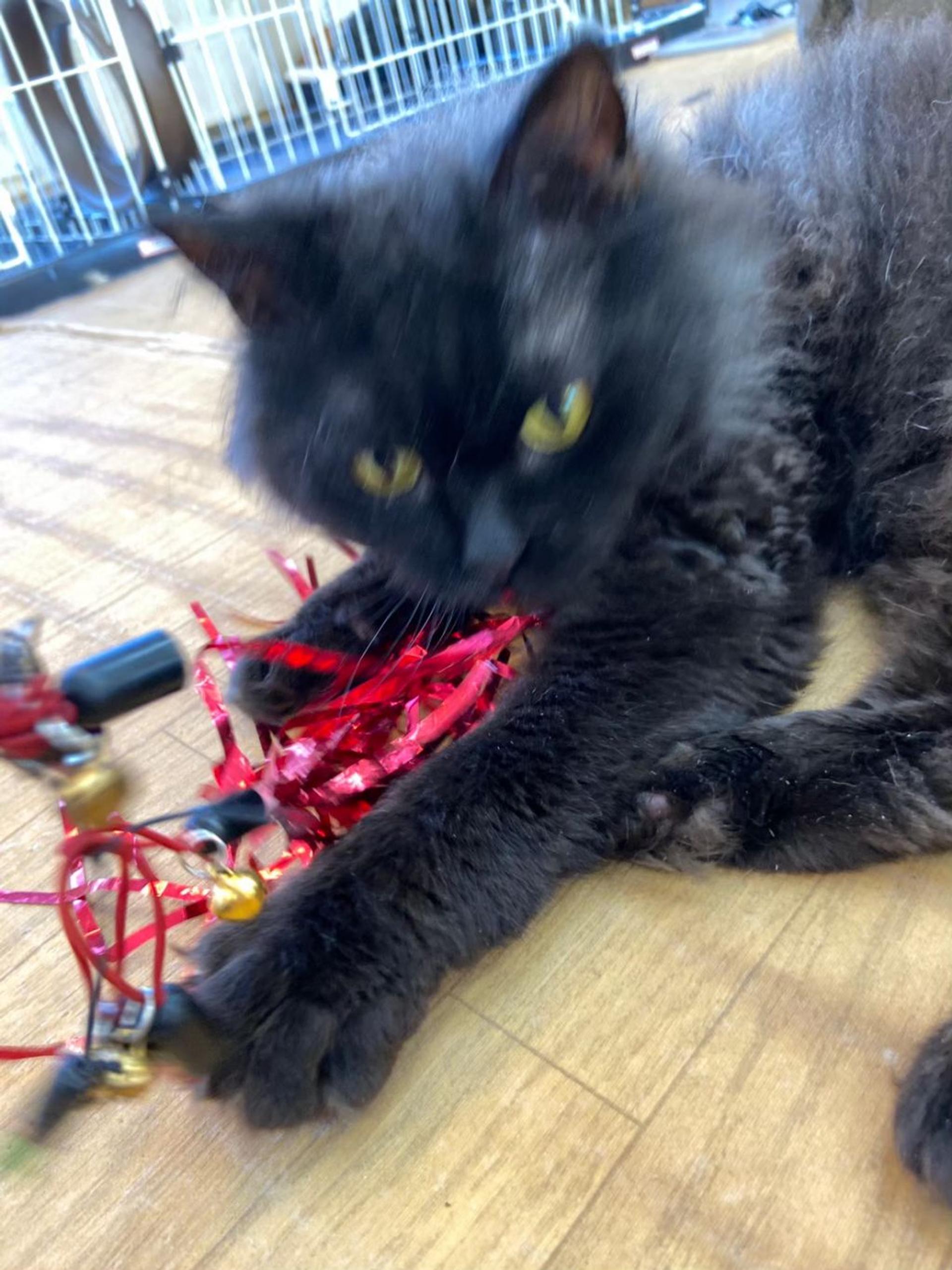 pet-image-2