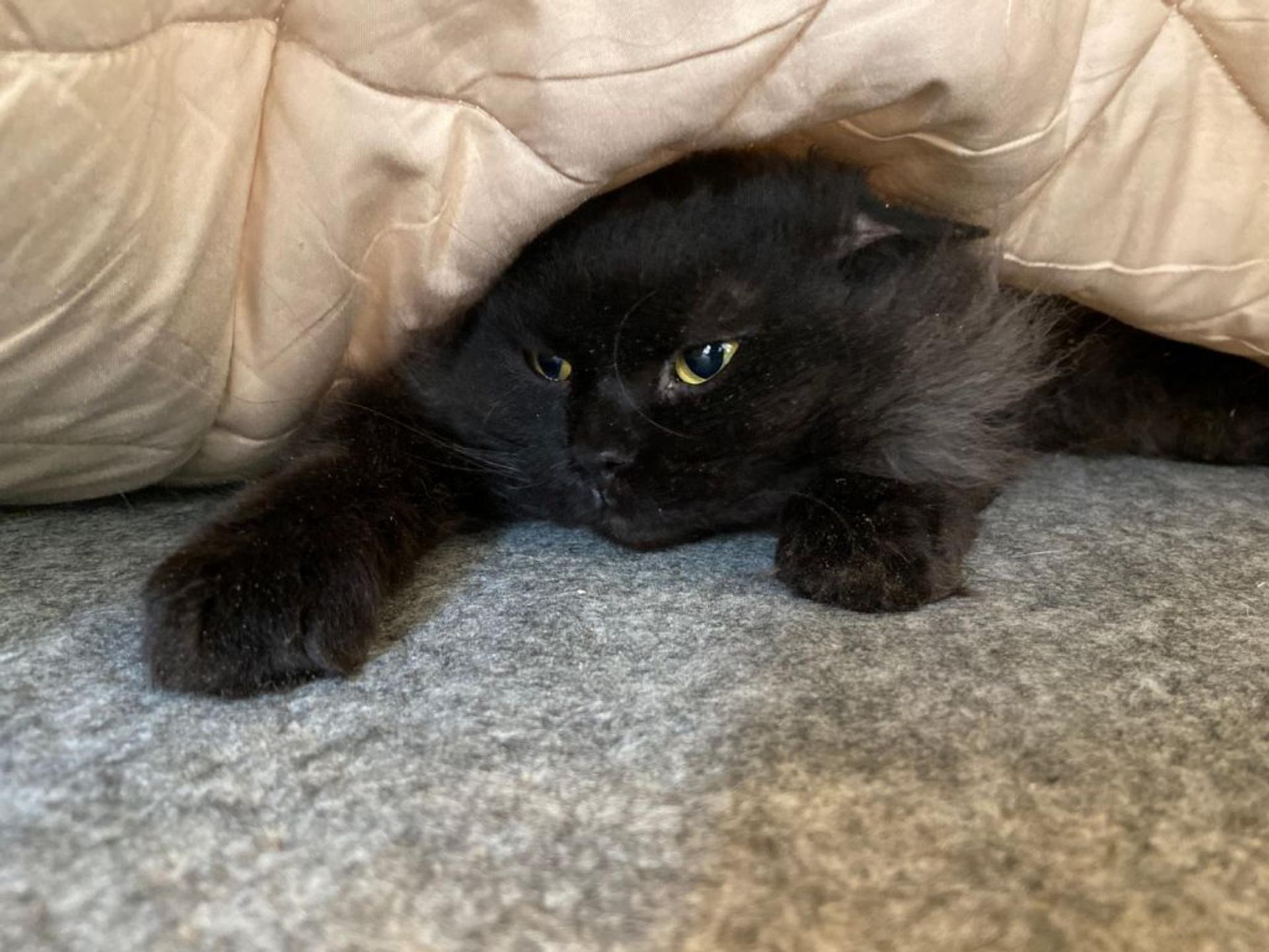 pet-image-8