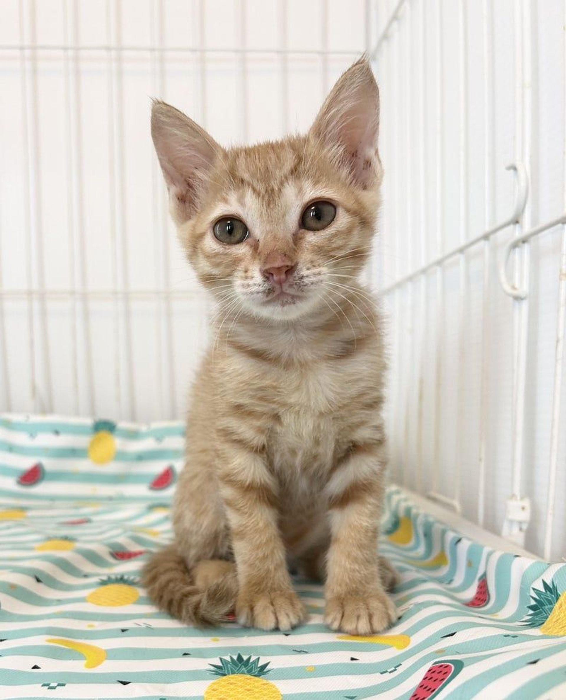 雑種（ミックス猫）・オスの里親募集の写真