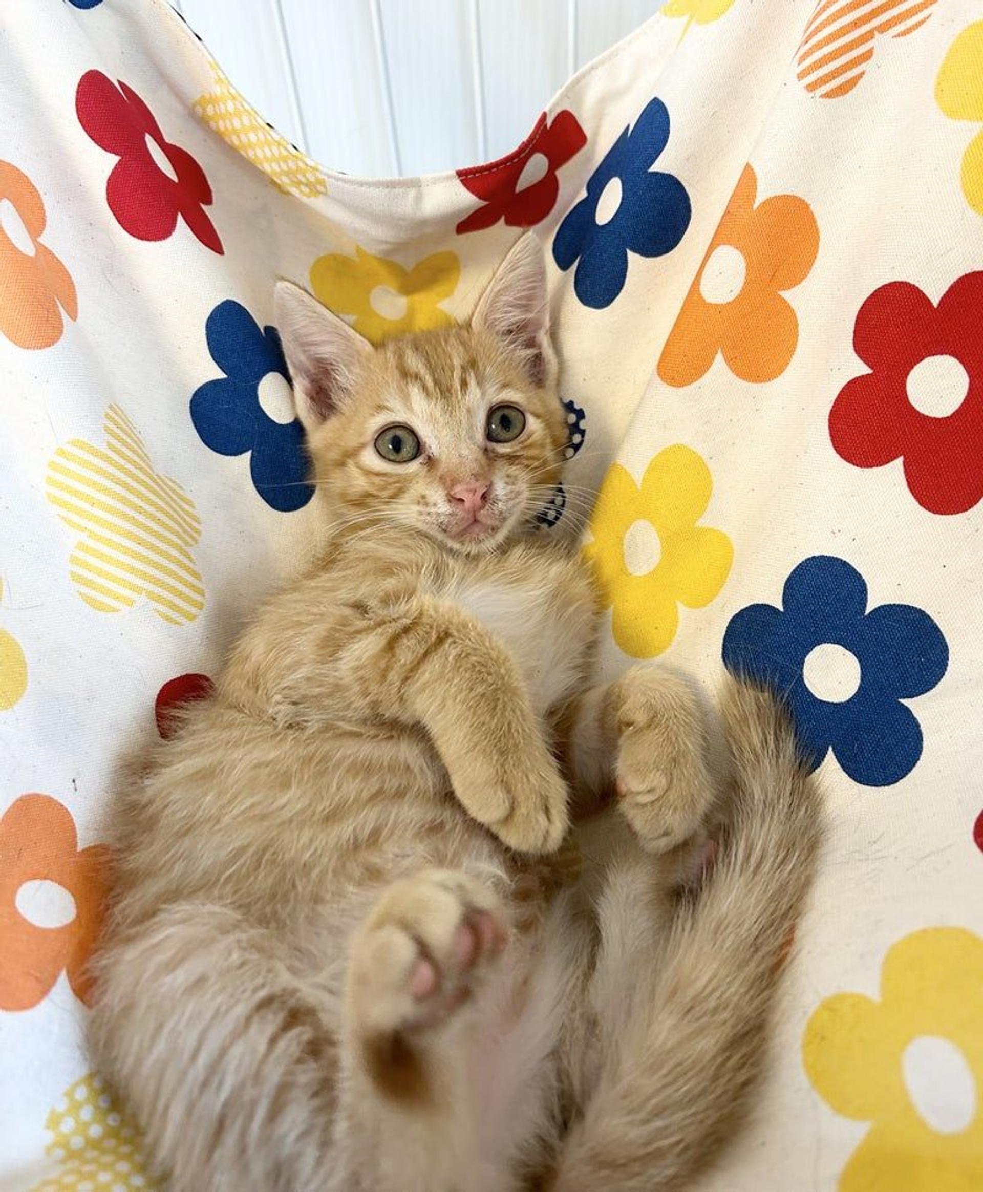 pet-image-2