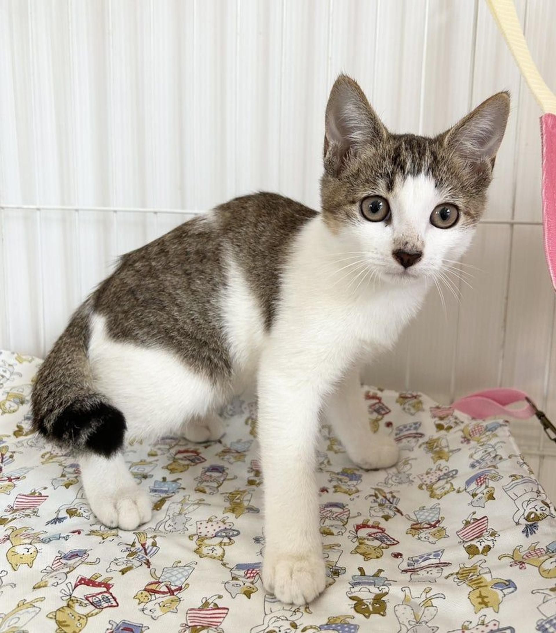 pet-image-2