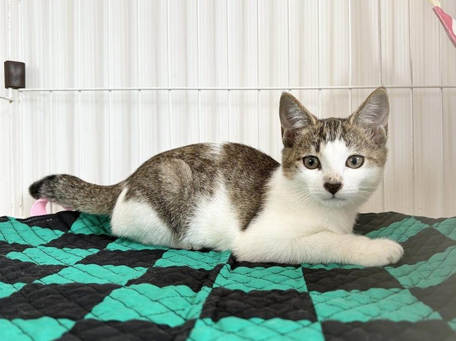 pet-image-3
