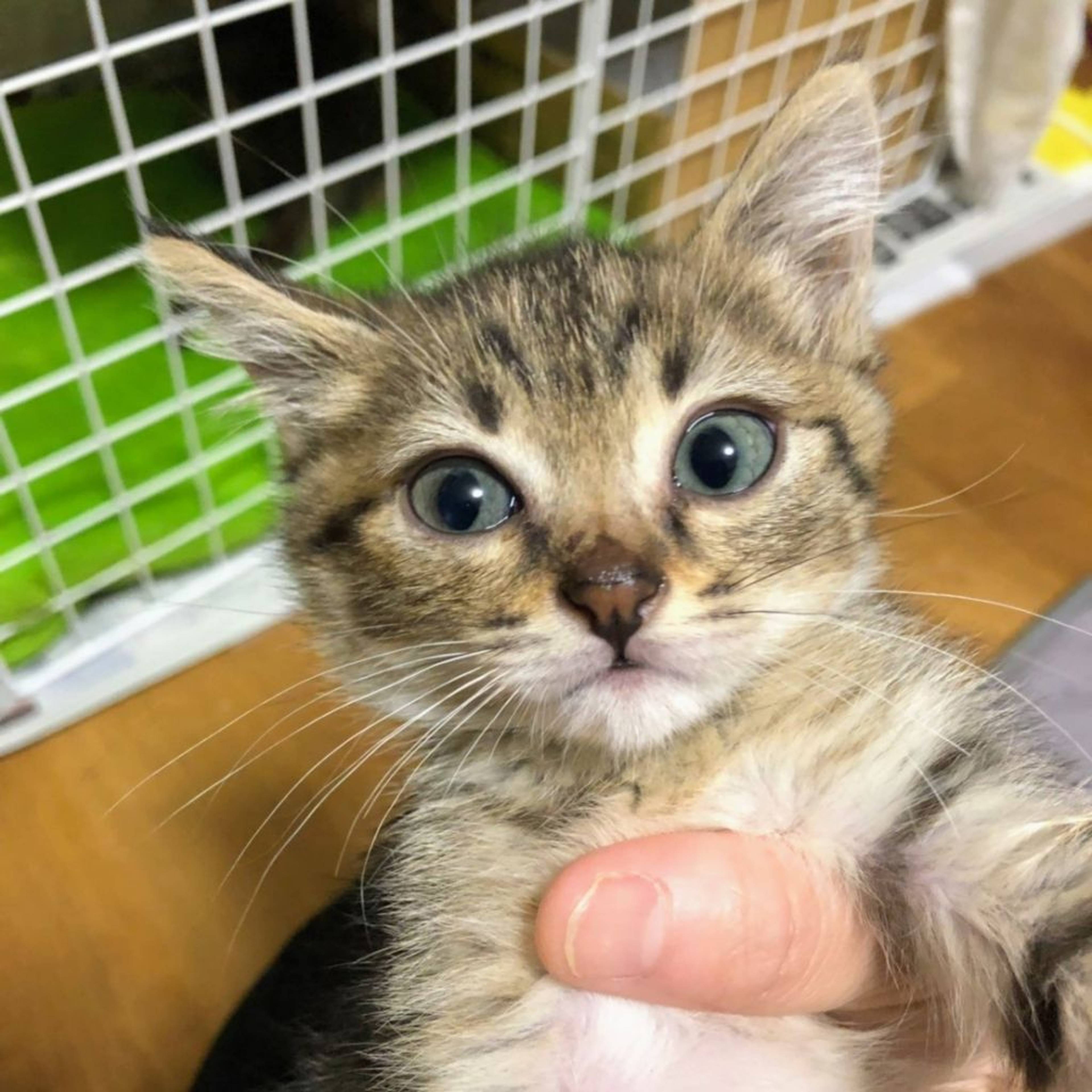 雑種（ミックス猫）・オスの里親募集の写真