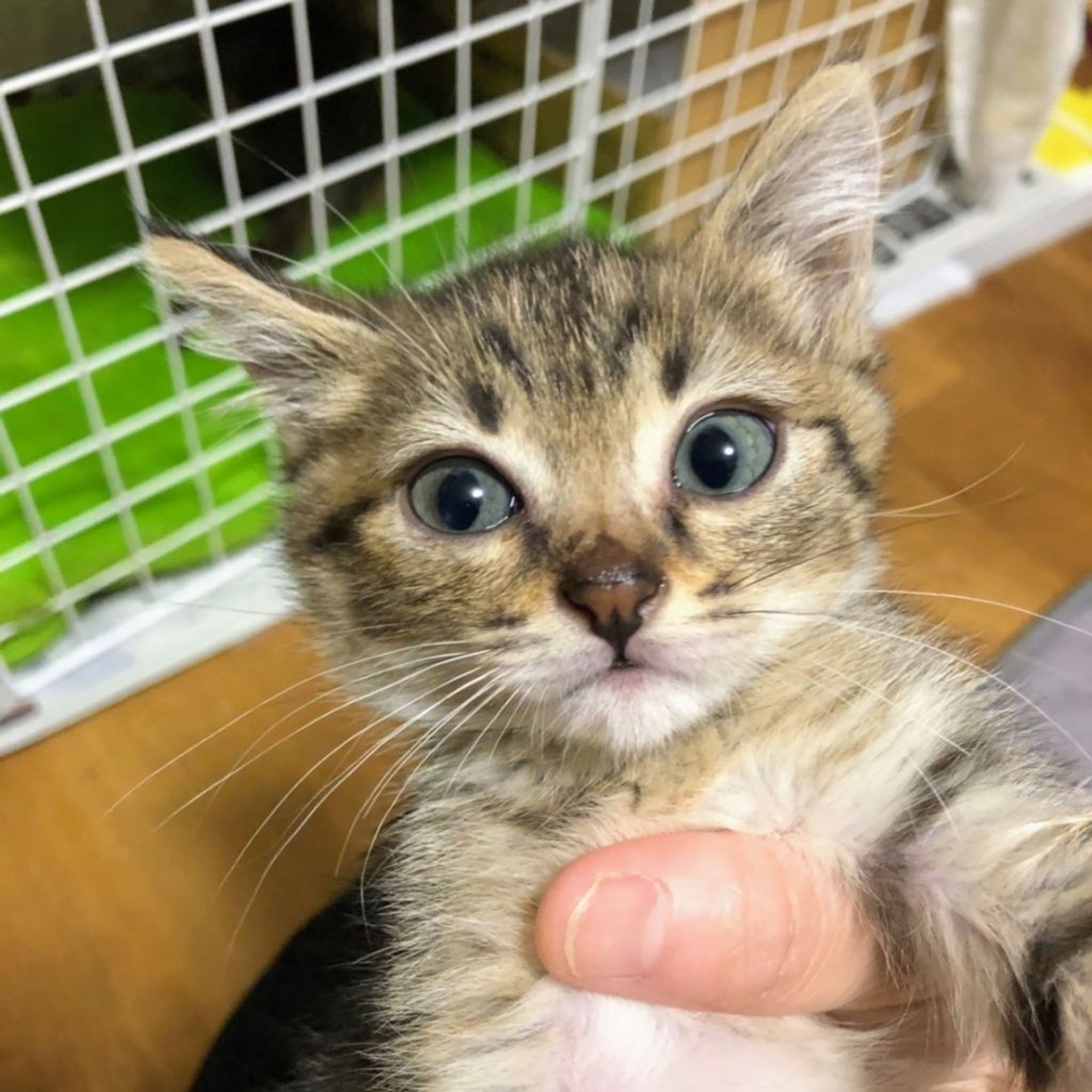 雑種（ミックス猫）・オスの里親募集の写真