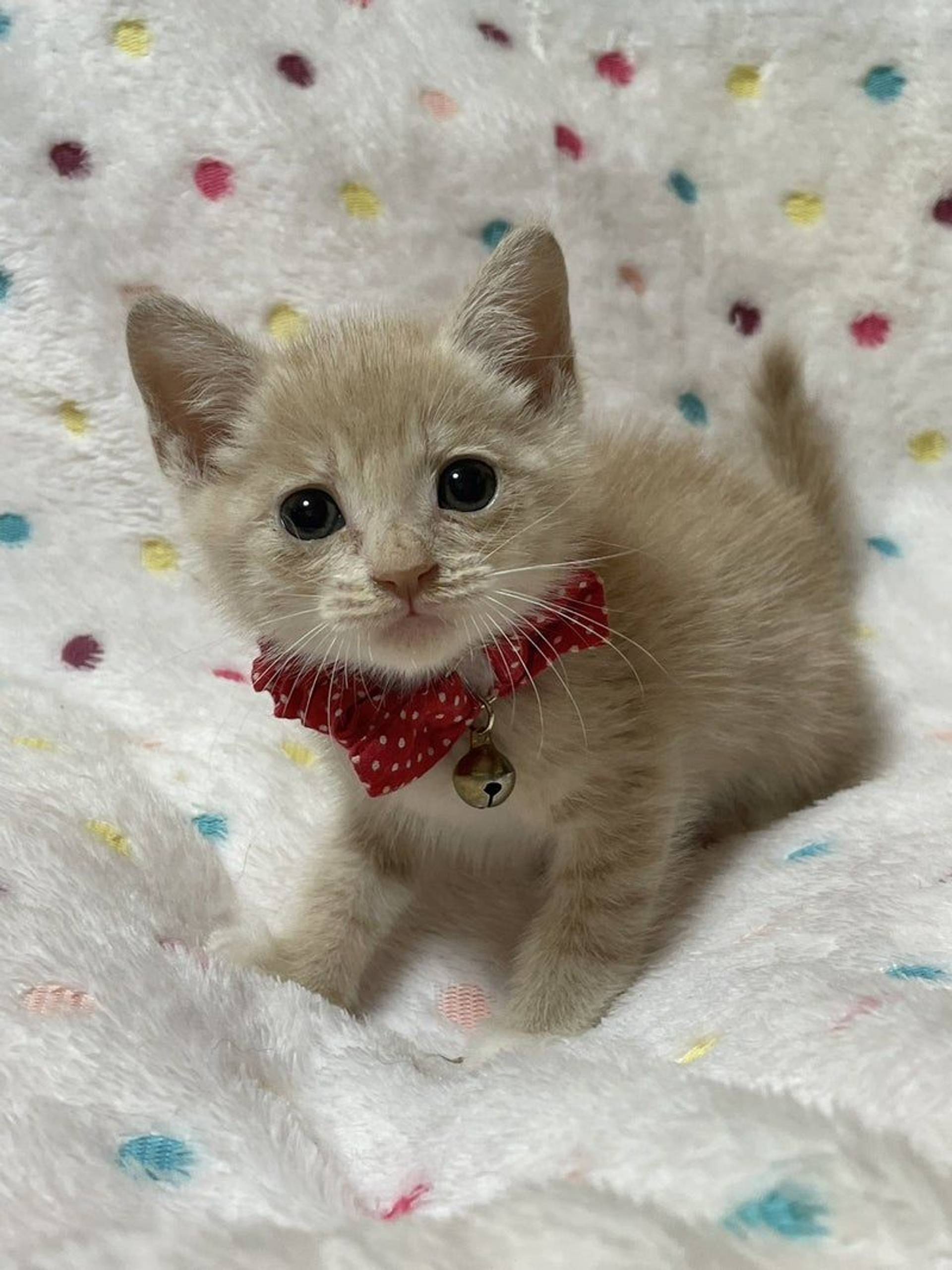 雑種（ミックス猫）・オスの里親募集の写真