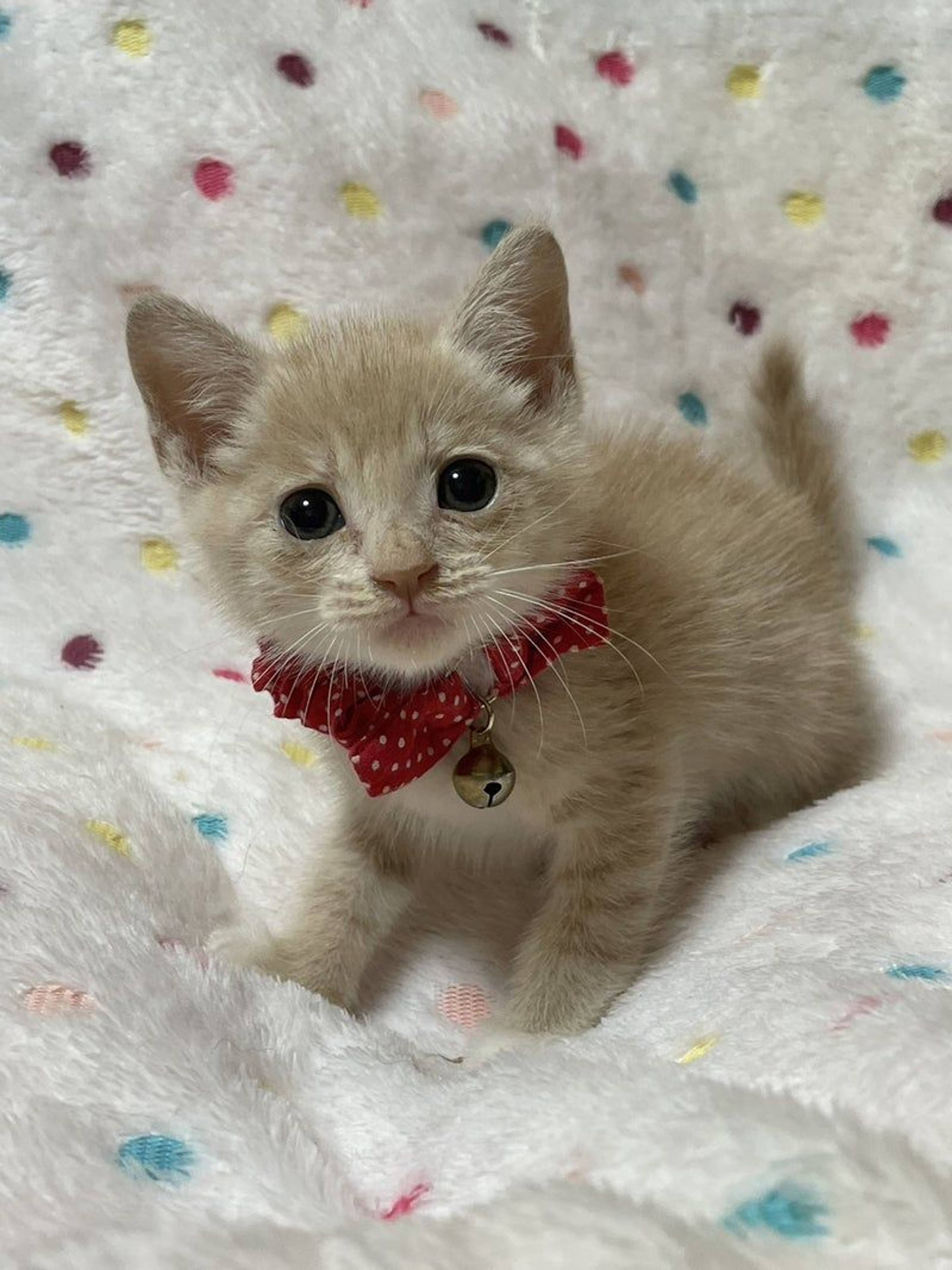 雑種（ミックス猫）・オスの里親募集の写真