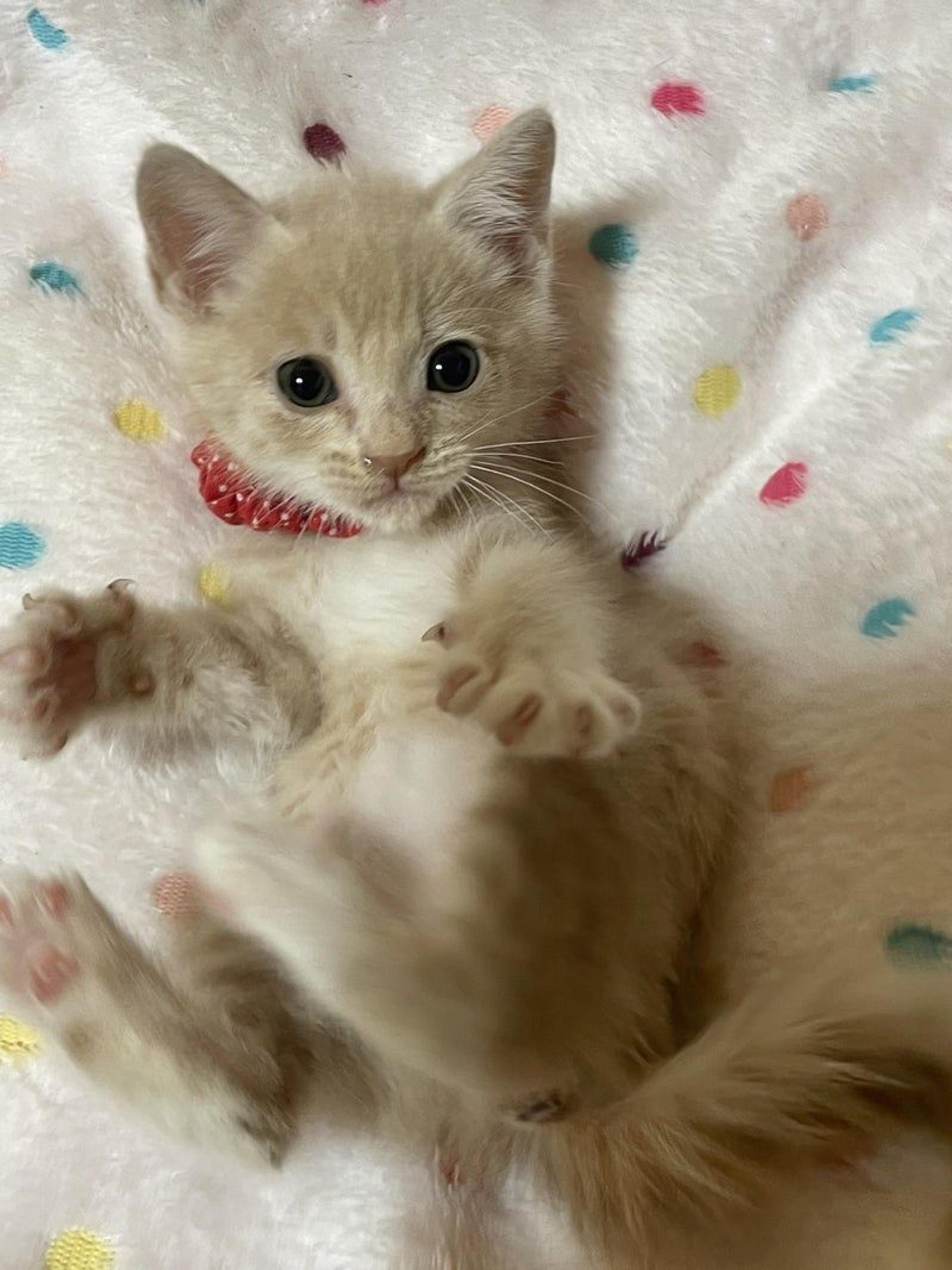 pet-image-2