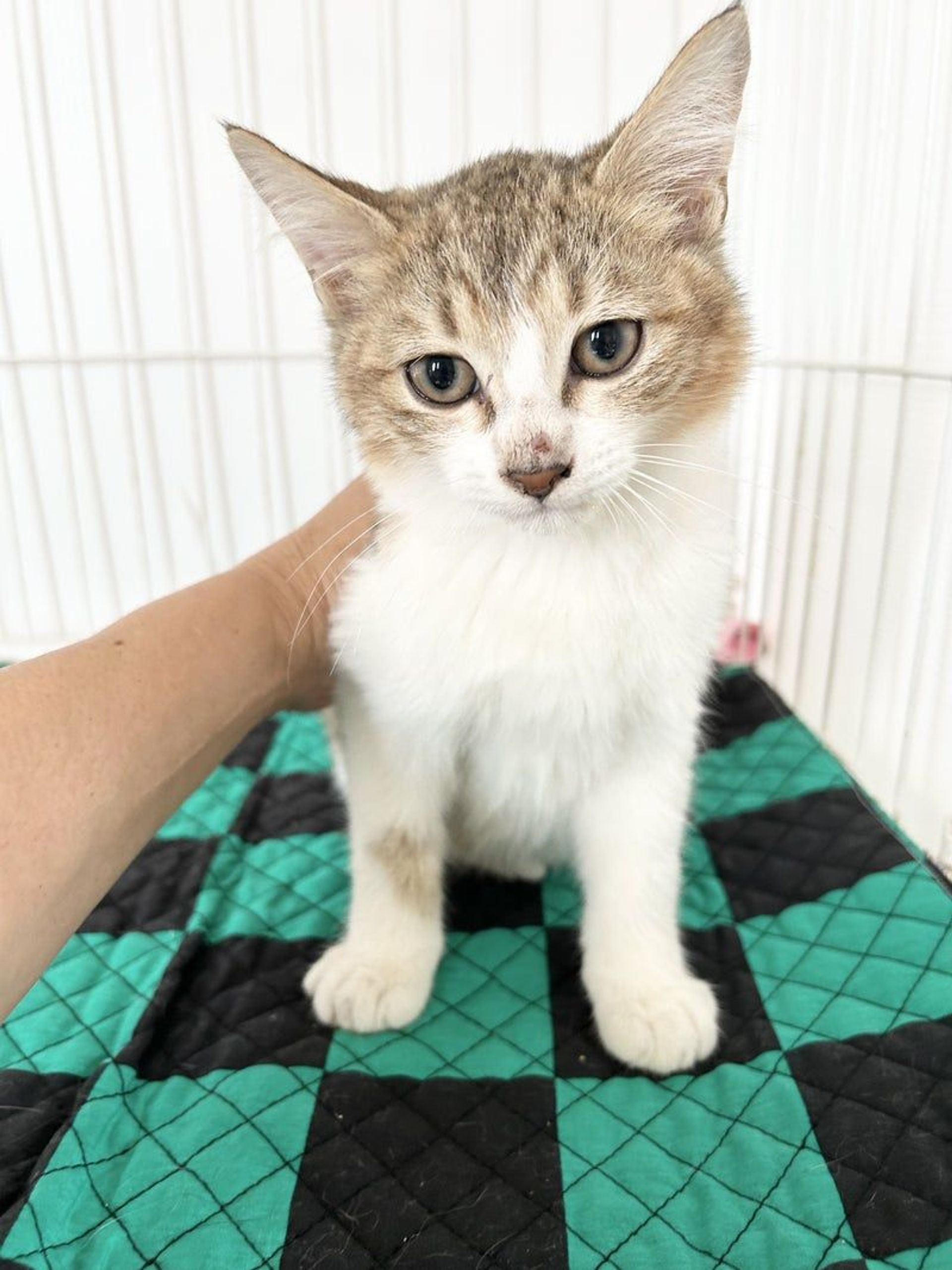 雑種（ミックス猫）・オスの里親募集の写真