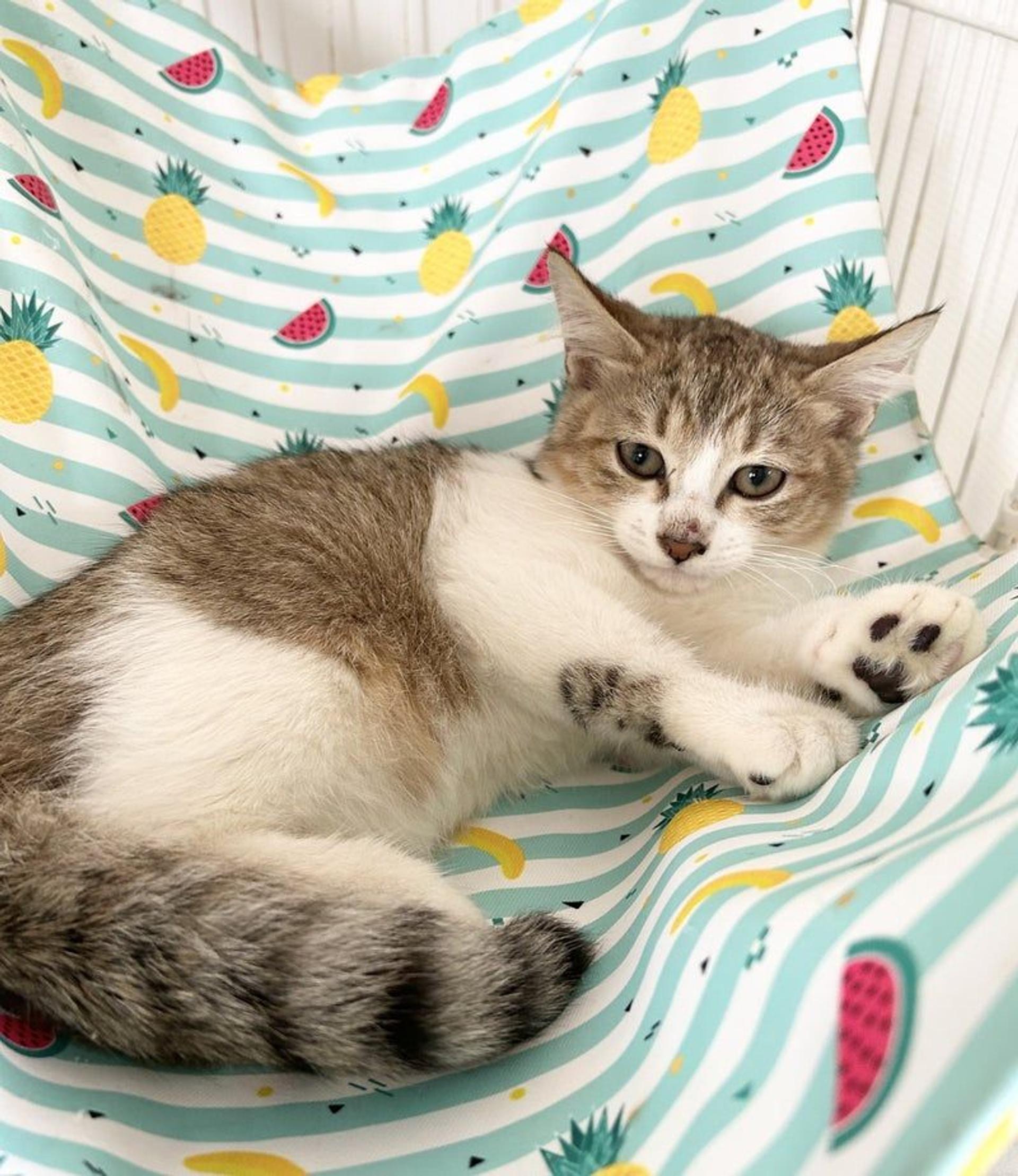pet-image-2