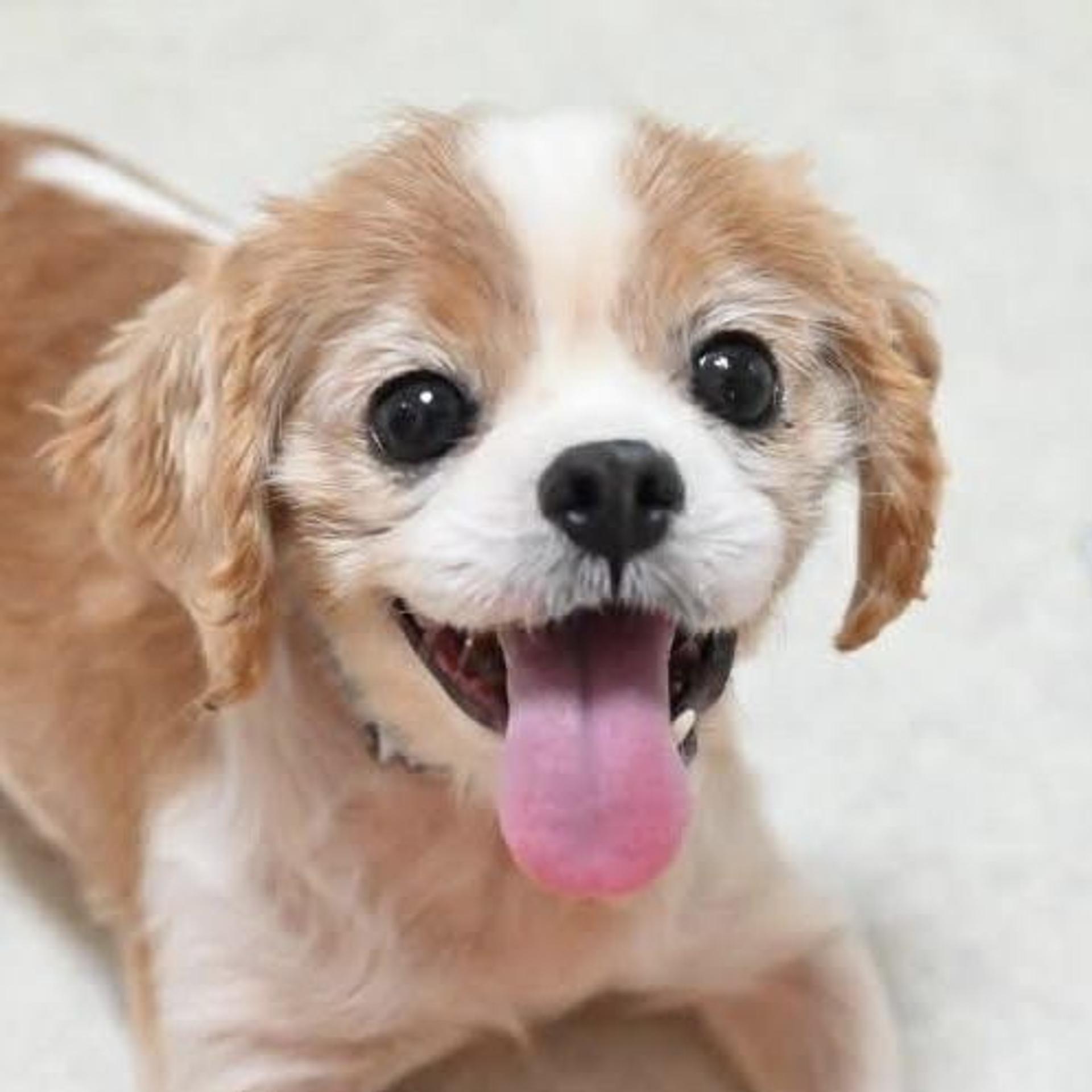 pet-image-5