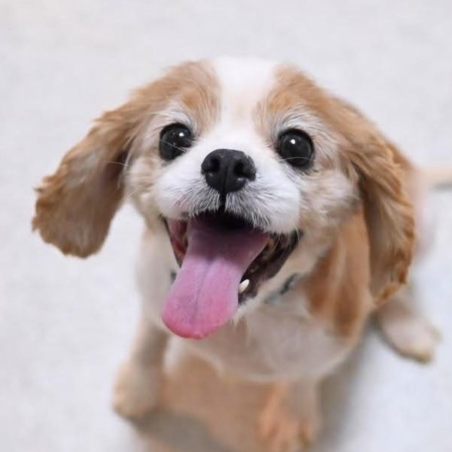 pet-image-7