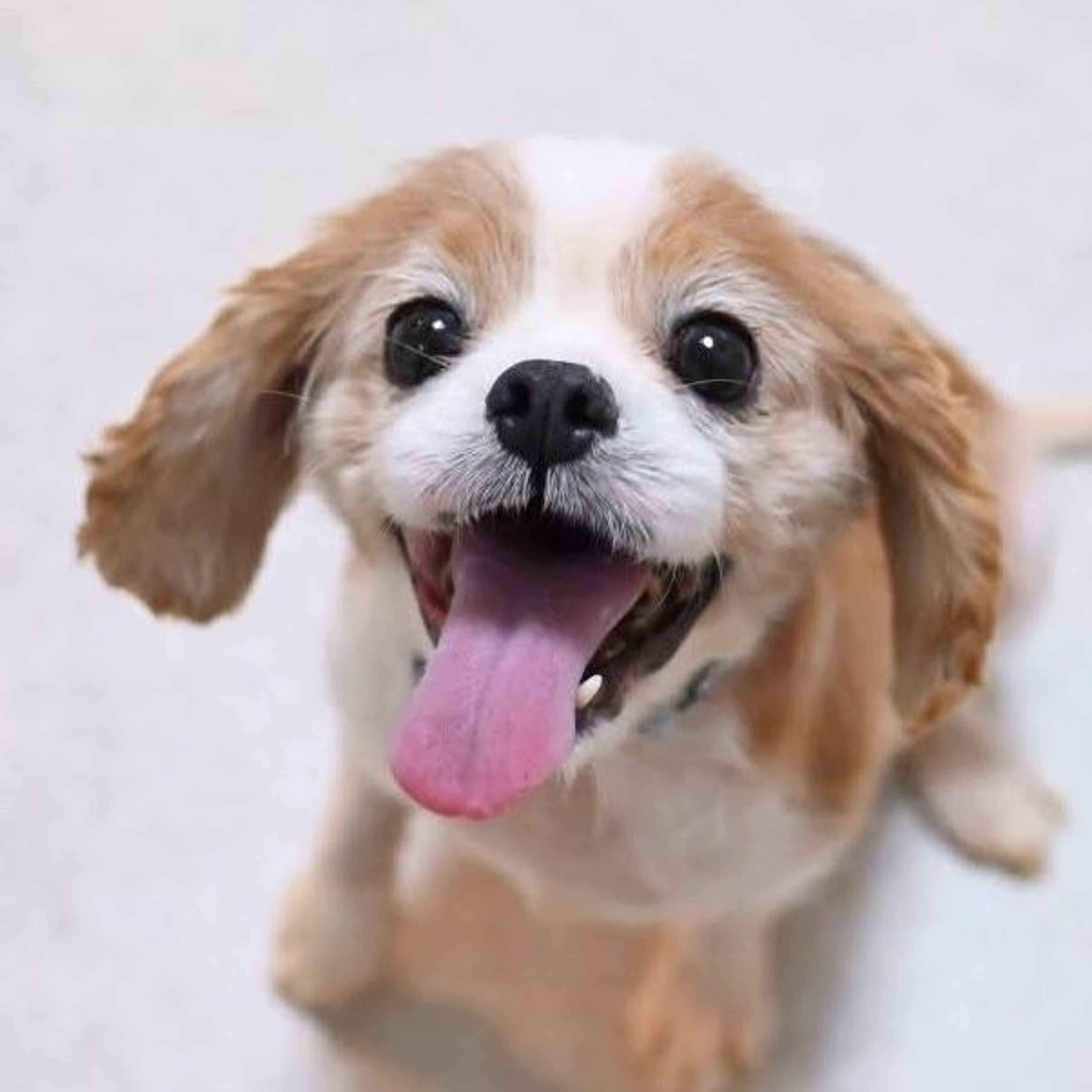 pet-image-7