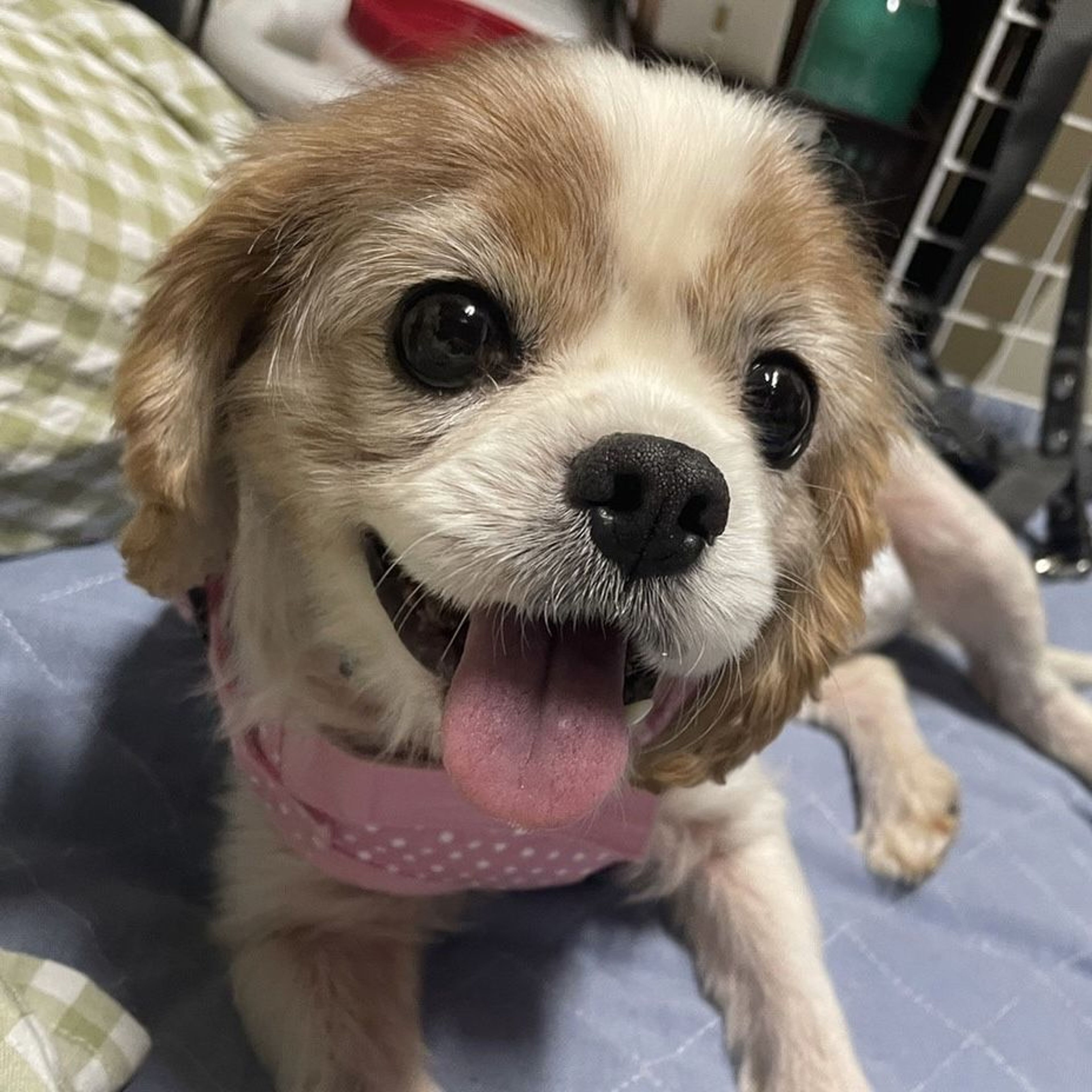 pet-image-3