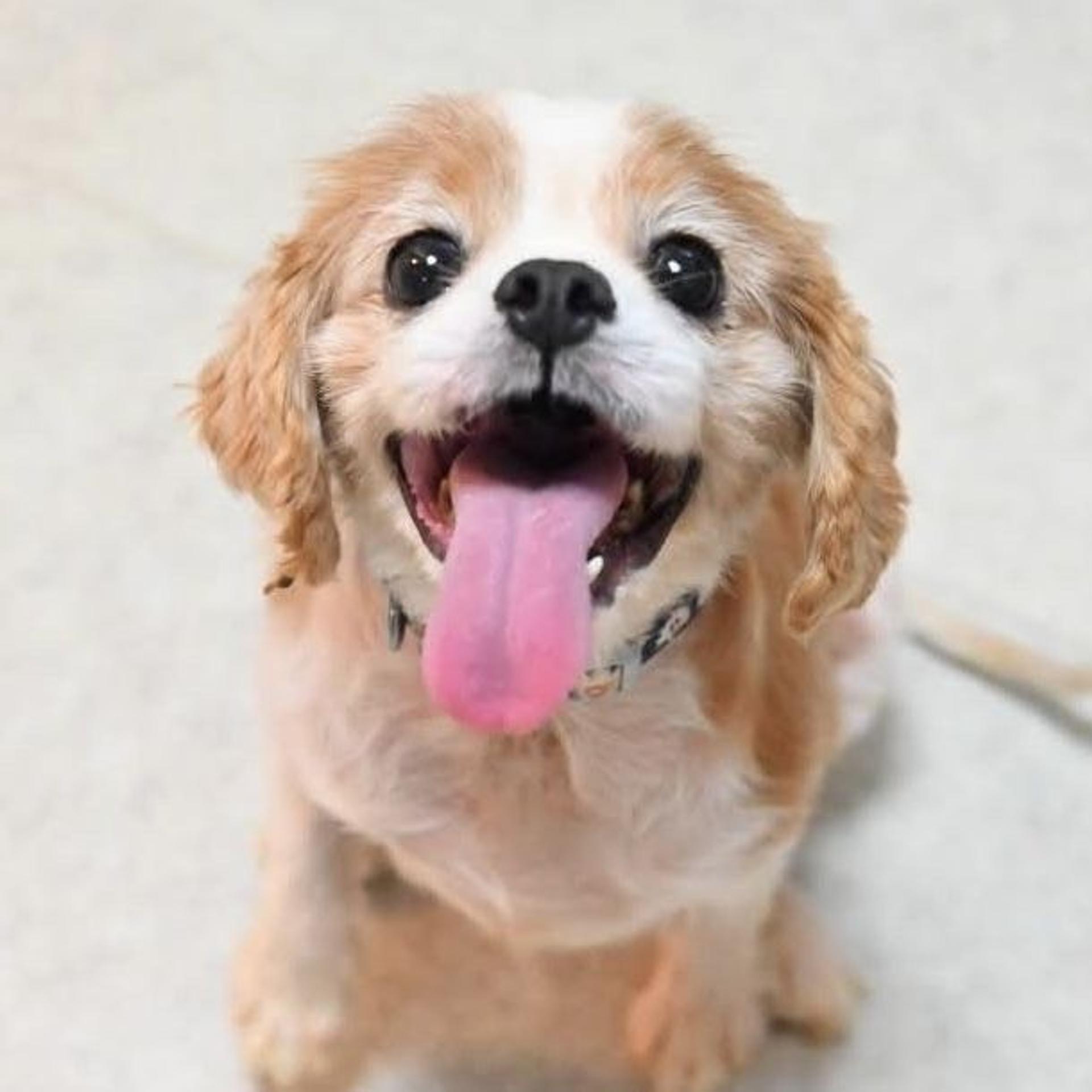 pet-image-4