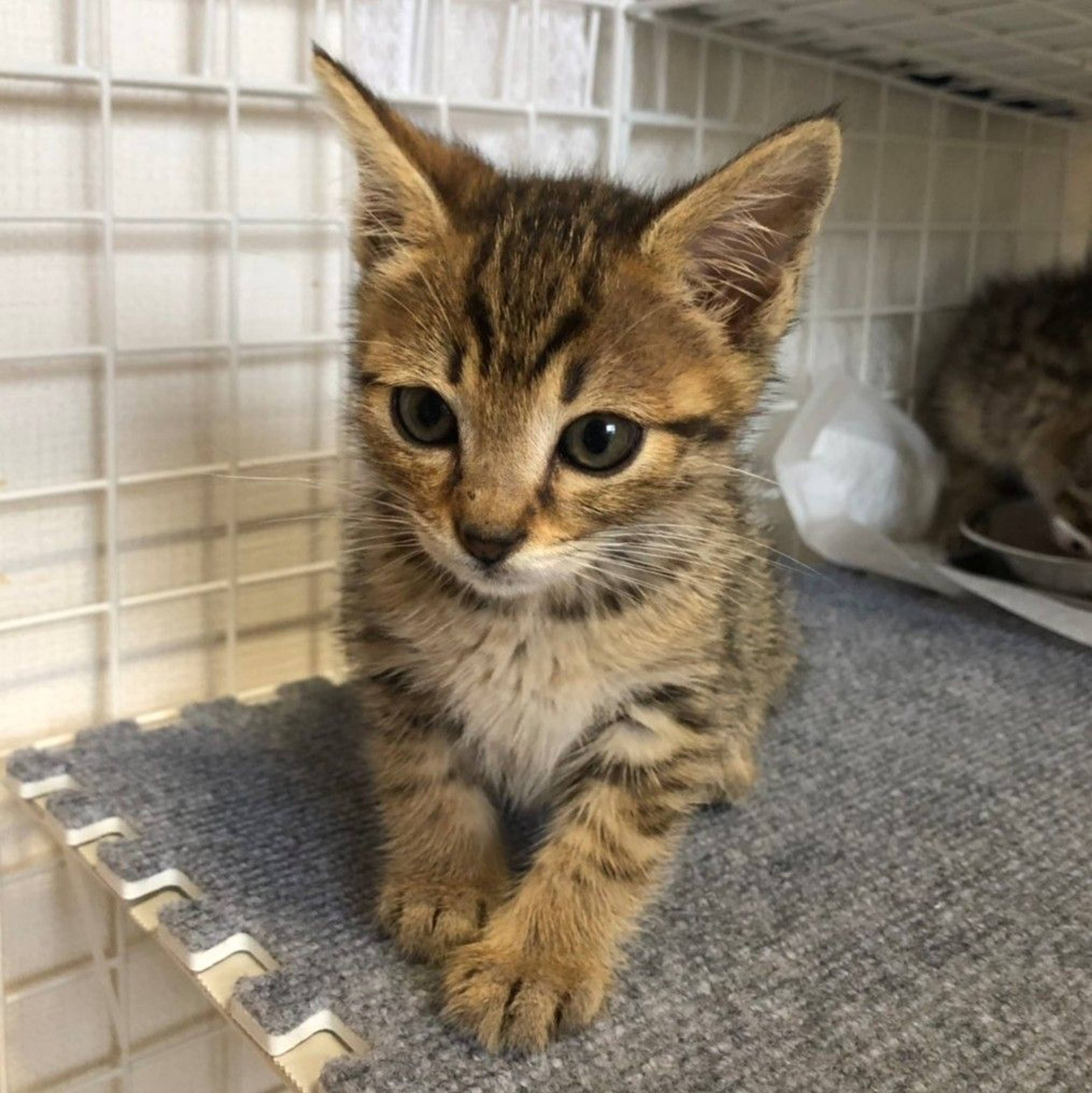 雑種（ミックス猫）・メスの里親募集の写真