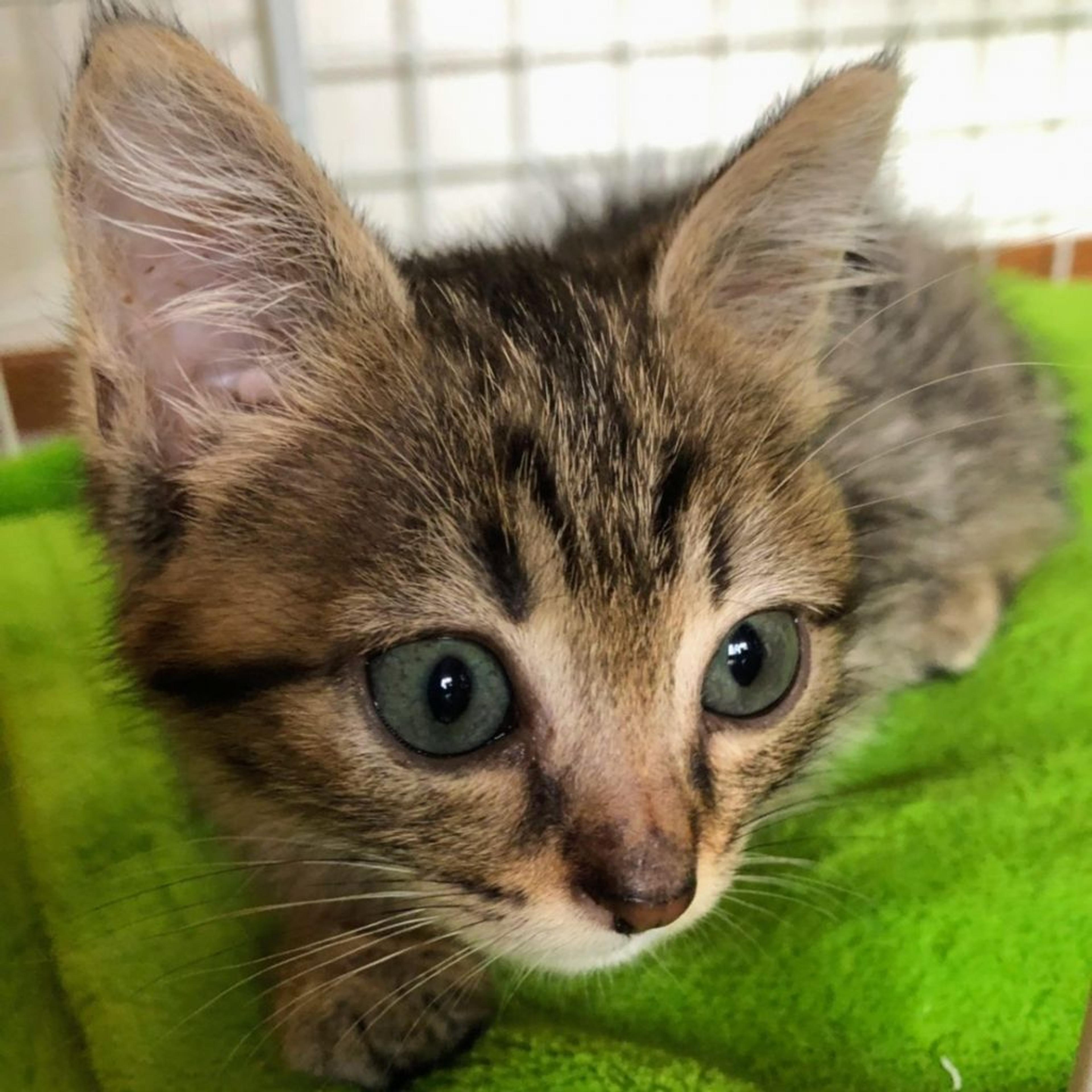 pet-image-2