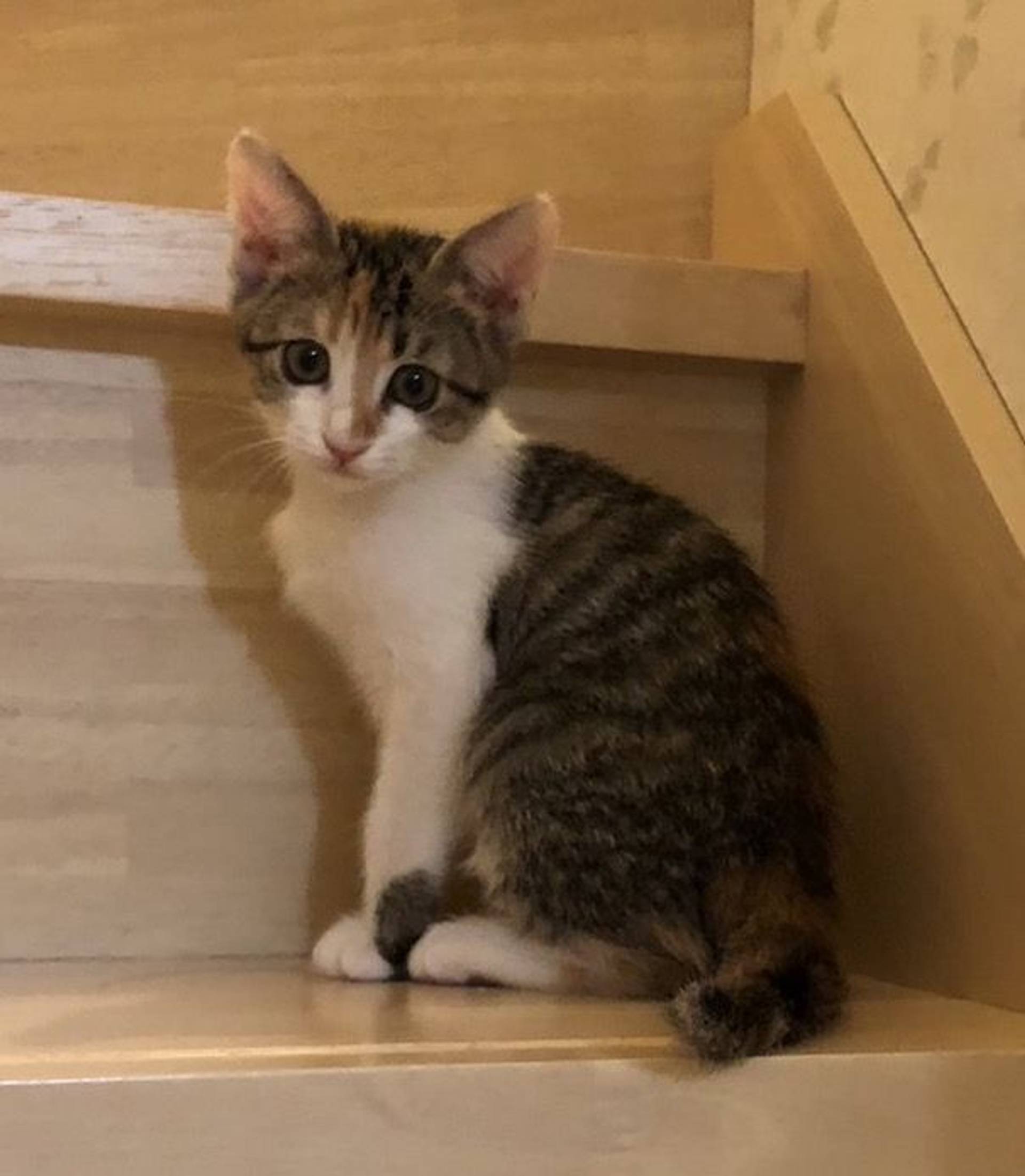 雑種（ミックス猫）・メスの里親募集の写真