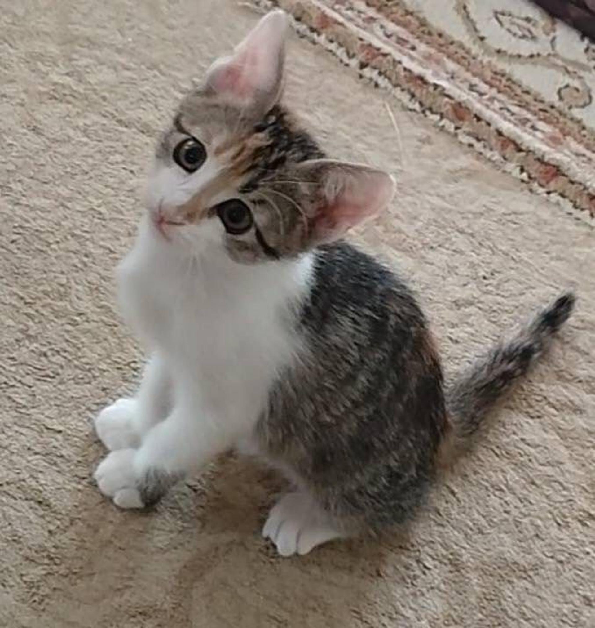 pet-image-4