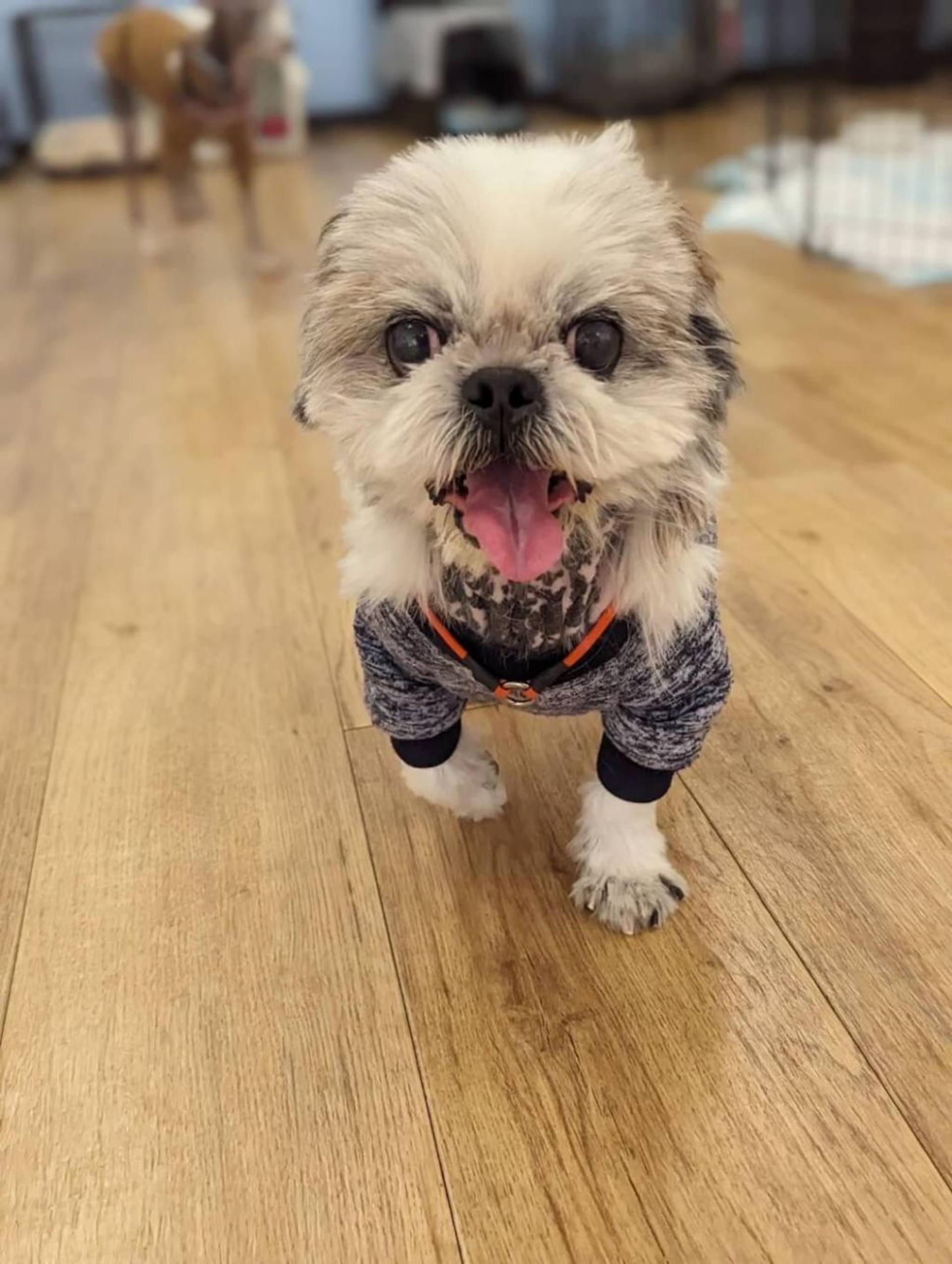pet-image-2
