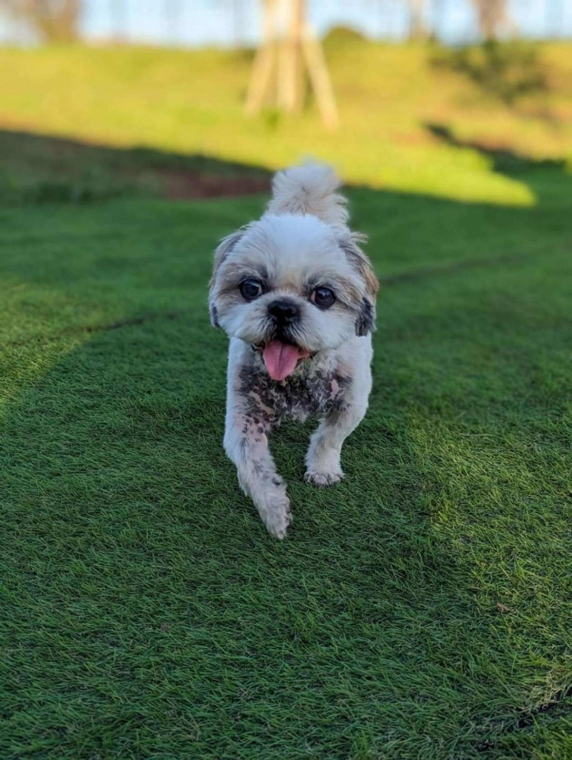 pet-image-3