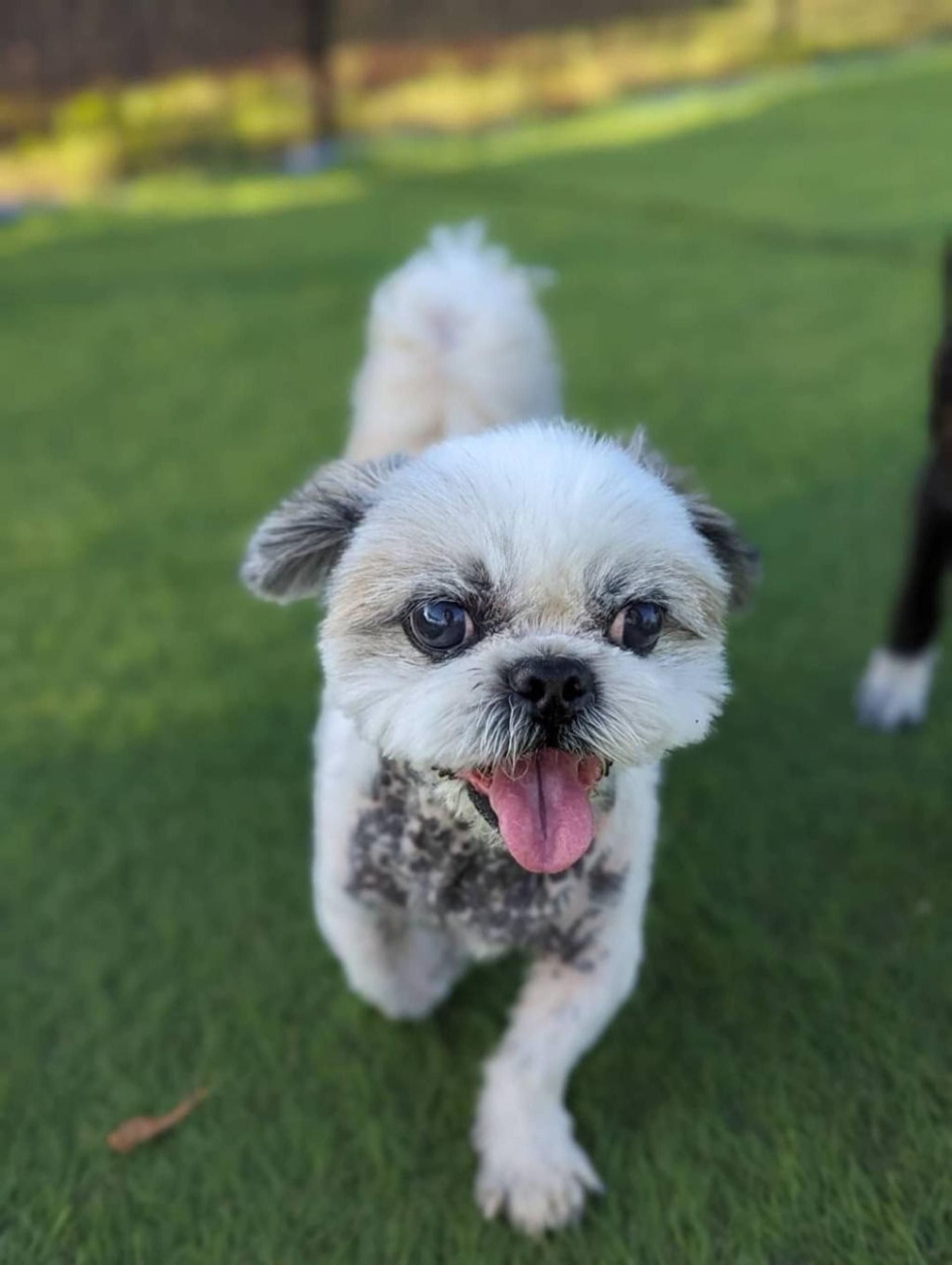 pet-image-4